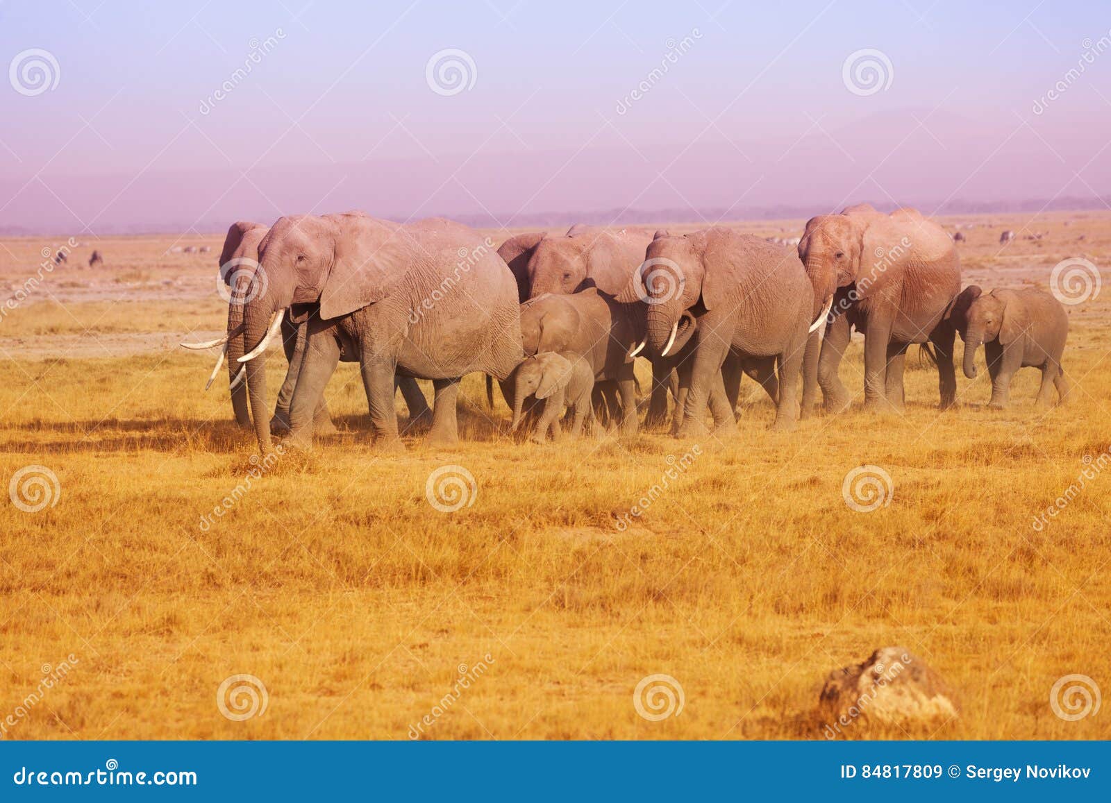 elephant family in maasai mara national reserve