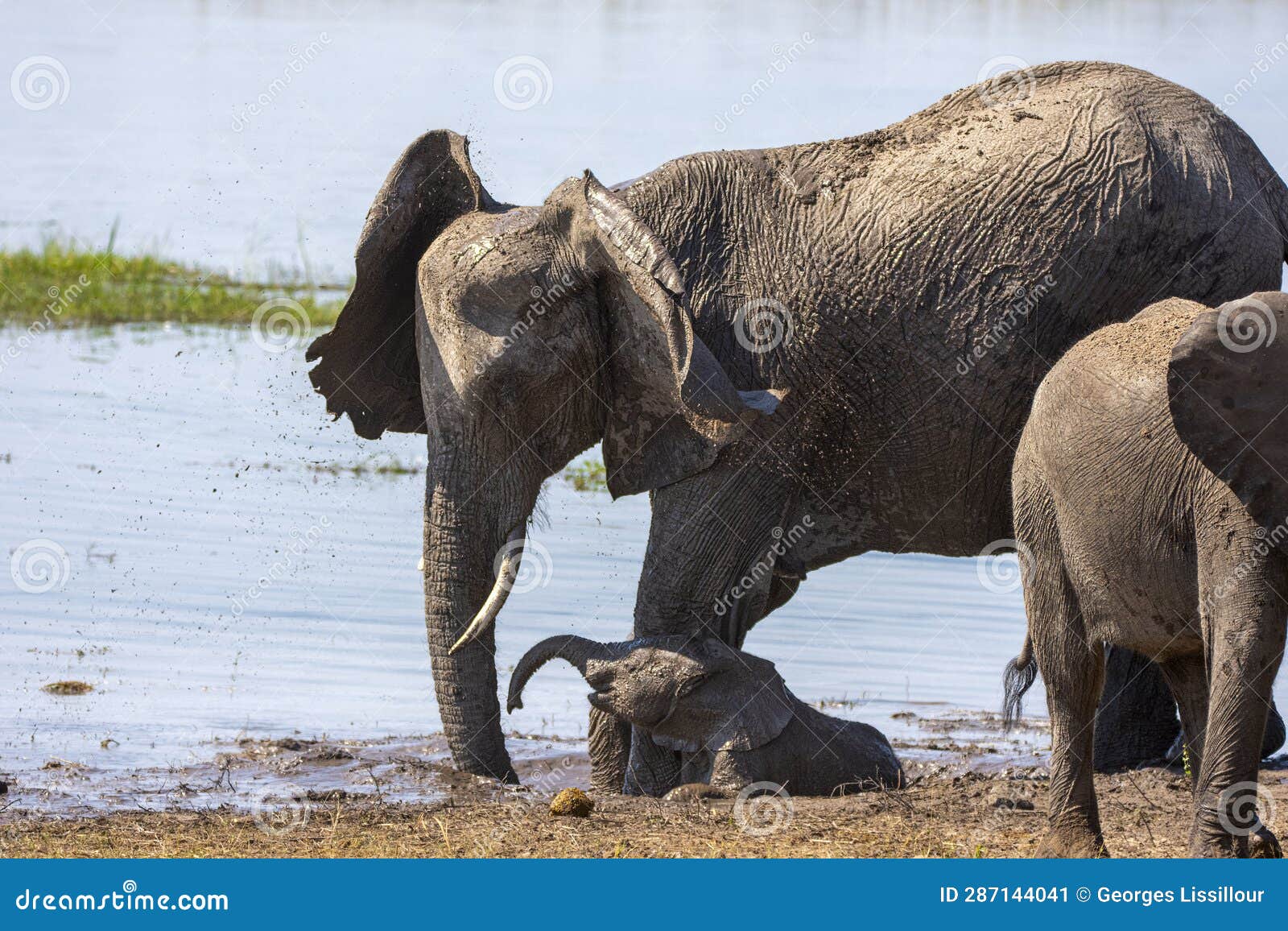 elephant family play chobe