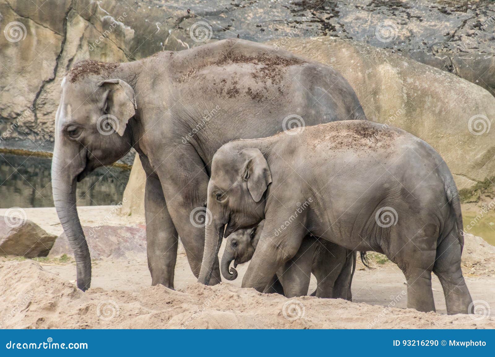 Elephant Family of Three Grey Trunk and Thick Skin Stock Photo Image