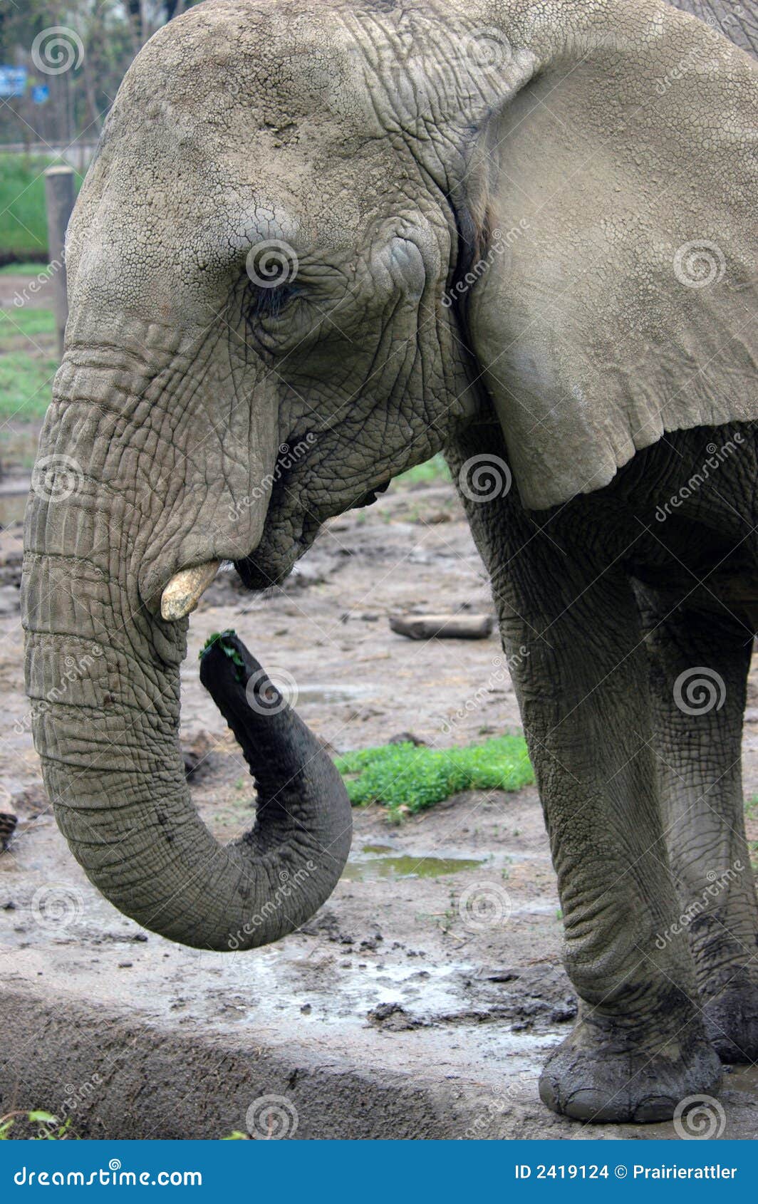 Elephant Feeding Time At Pinnawala Elephant Orphanage, Sabaragamuwa