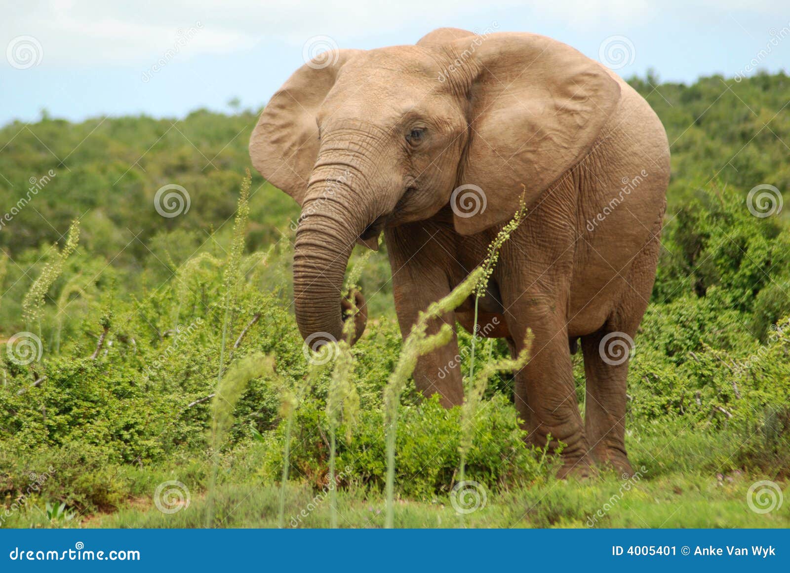 Elephant feeding stock image. Image of environment, face 4005401