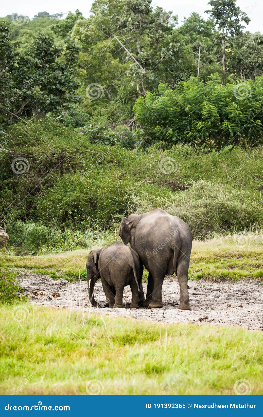Elephant Feeding in the Natural Forest in Kerala Stock Image - Image of  mosque, blue: 191392365