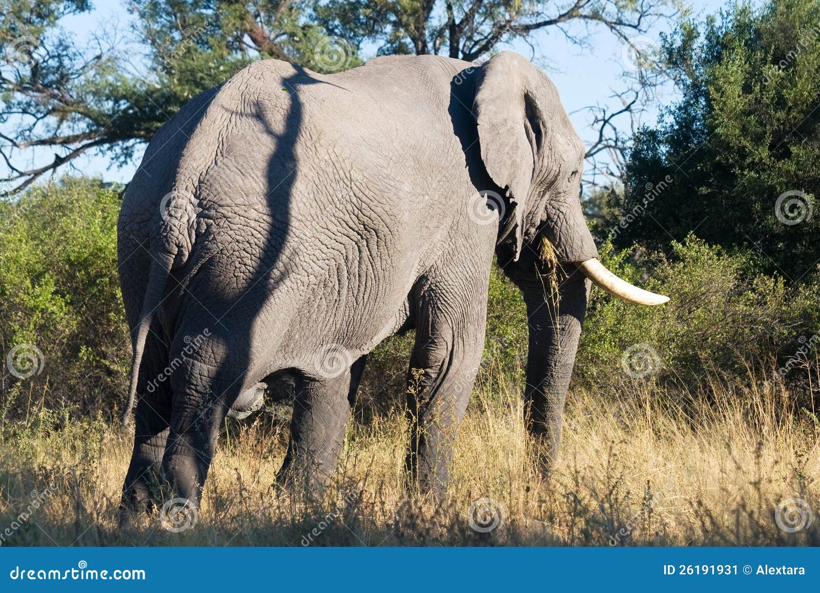 Elephant feeds on grass stock image. Image of park, reserve 26191931