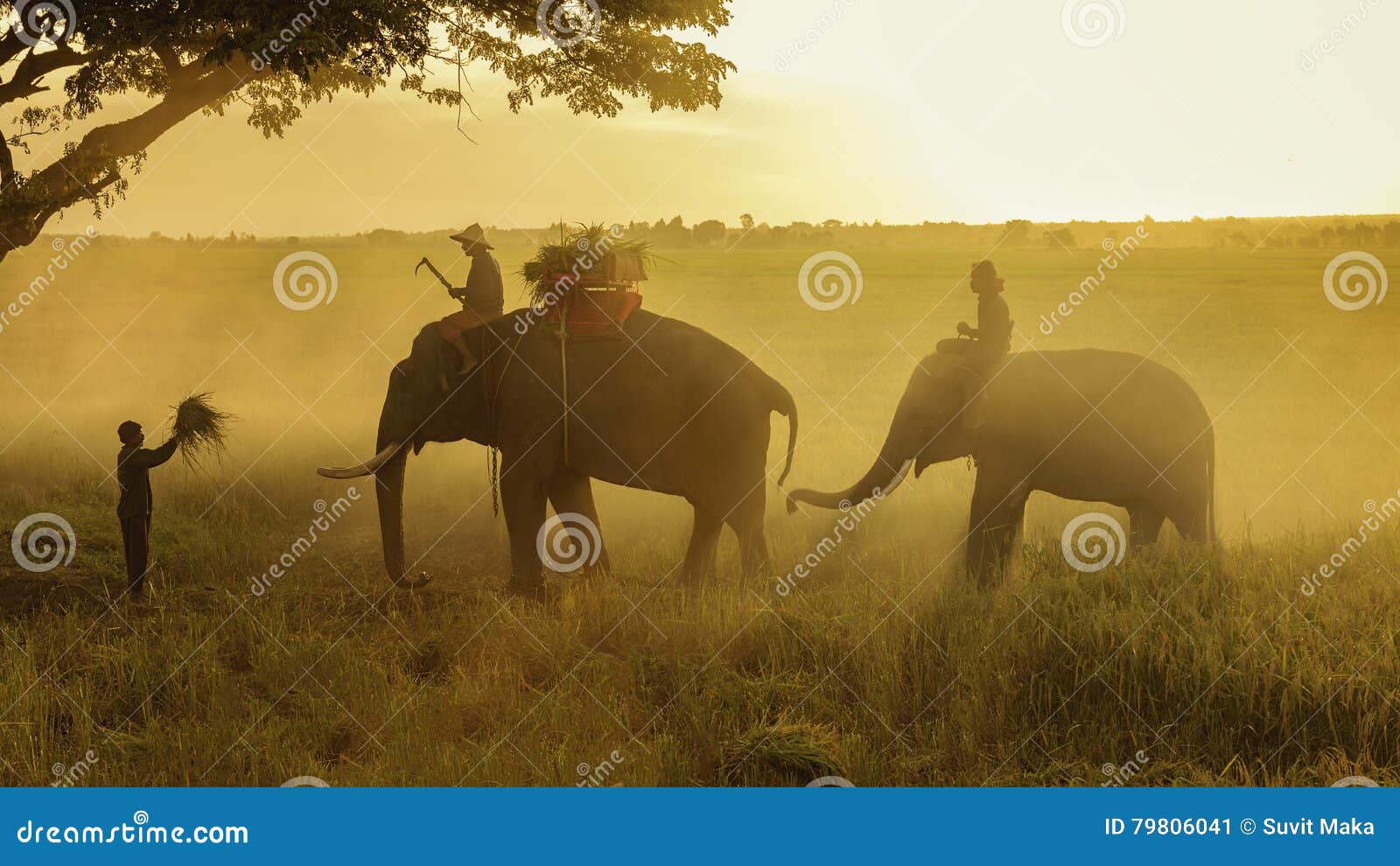 Elephant in field rice stock image. Image of baby, maternal 79806041