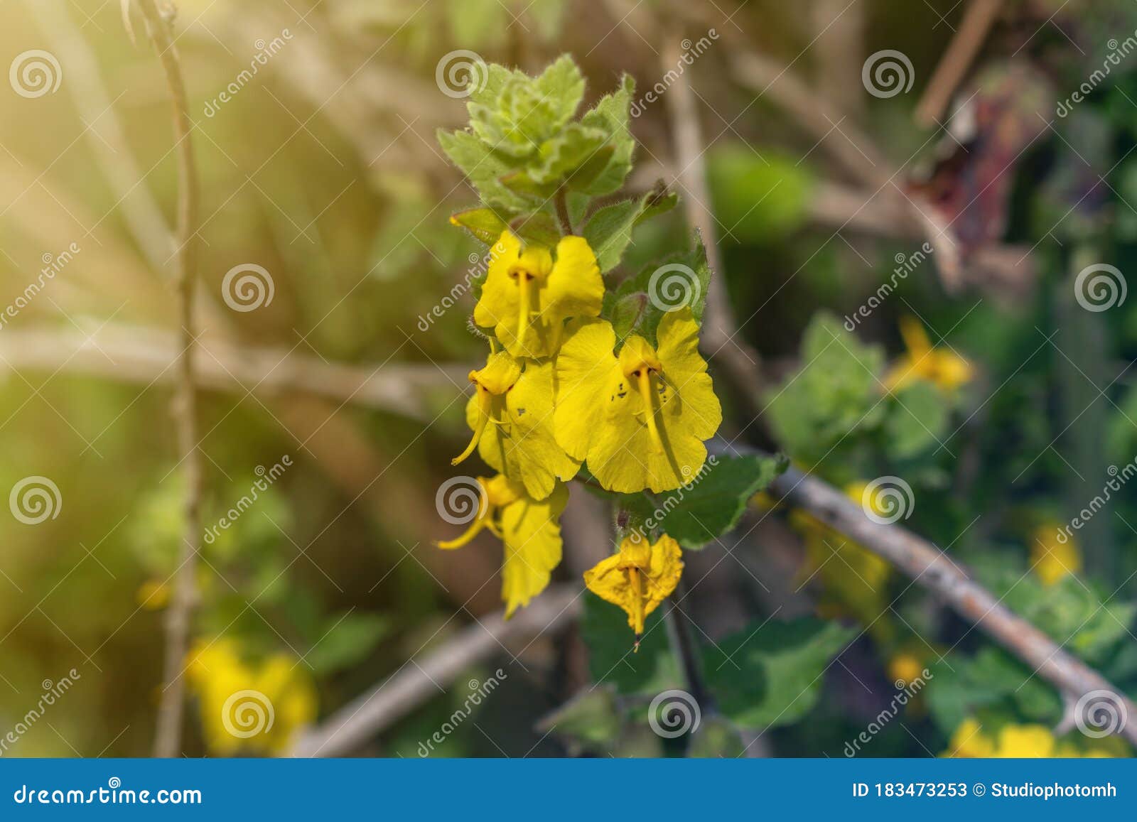 An Elephant Flower Rhynchocorys Elephas. Yellow Elephant Flower with