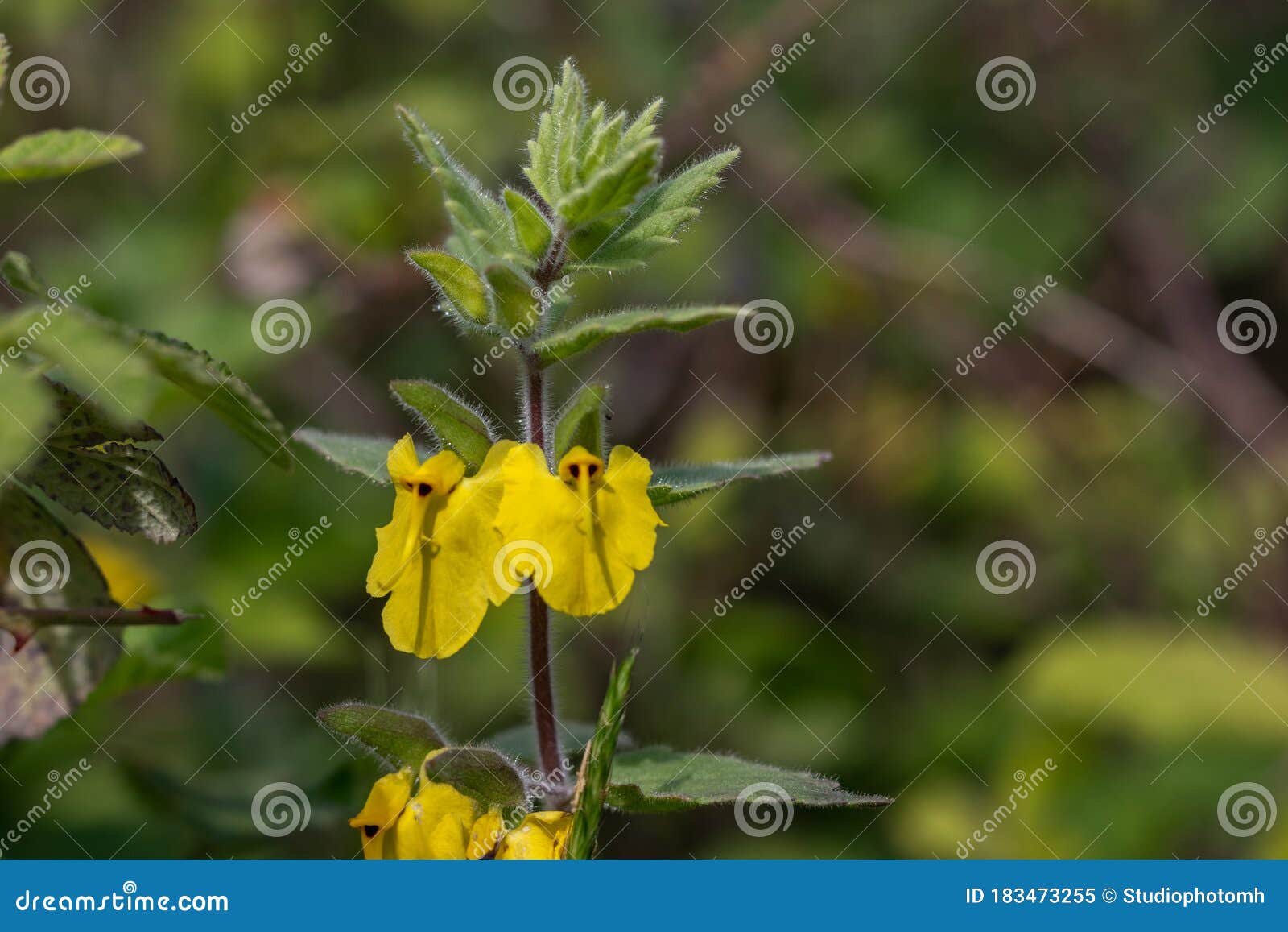 An Elephant Flower Rhynchocorys Elephas. Yellow Elephant Flower with