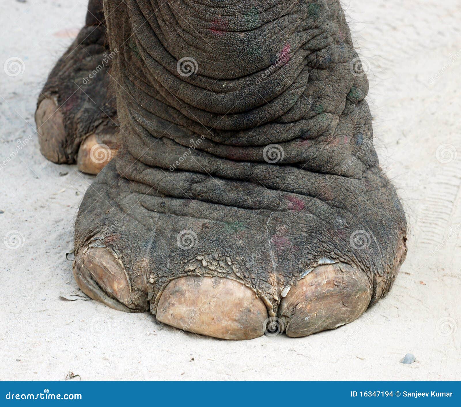 Elephant Foot Yam Pieces To Cook A South Indian Recipe In A Traditional