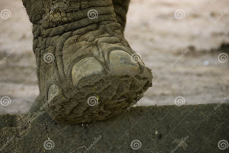 Elephant foot stock photo. Image of tree, trunk, outside 18366206