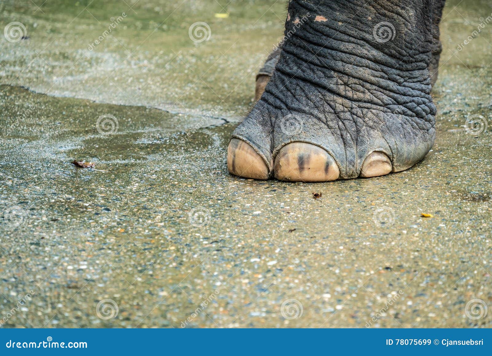 Elephant foot stock image. Image of heavy, gray, elephant 78075699