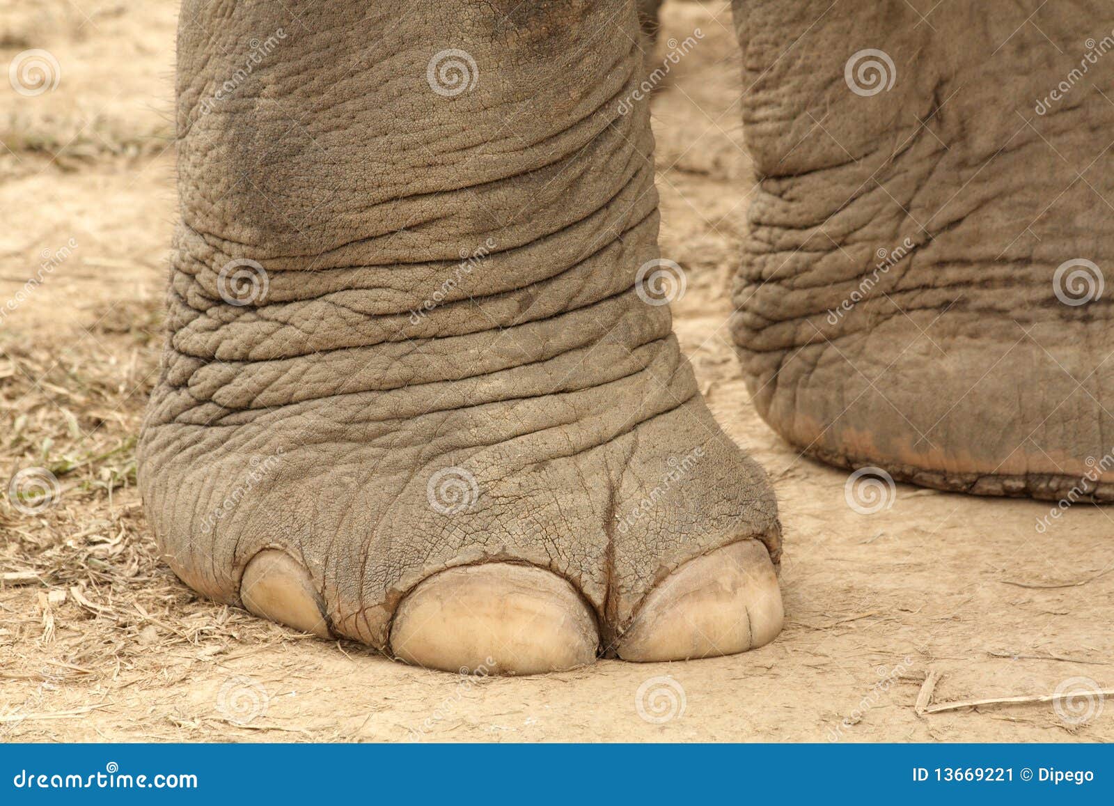 Elephant foot detail stock image. Image of animal, wild - 13669221