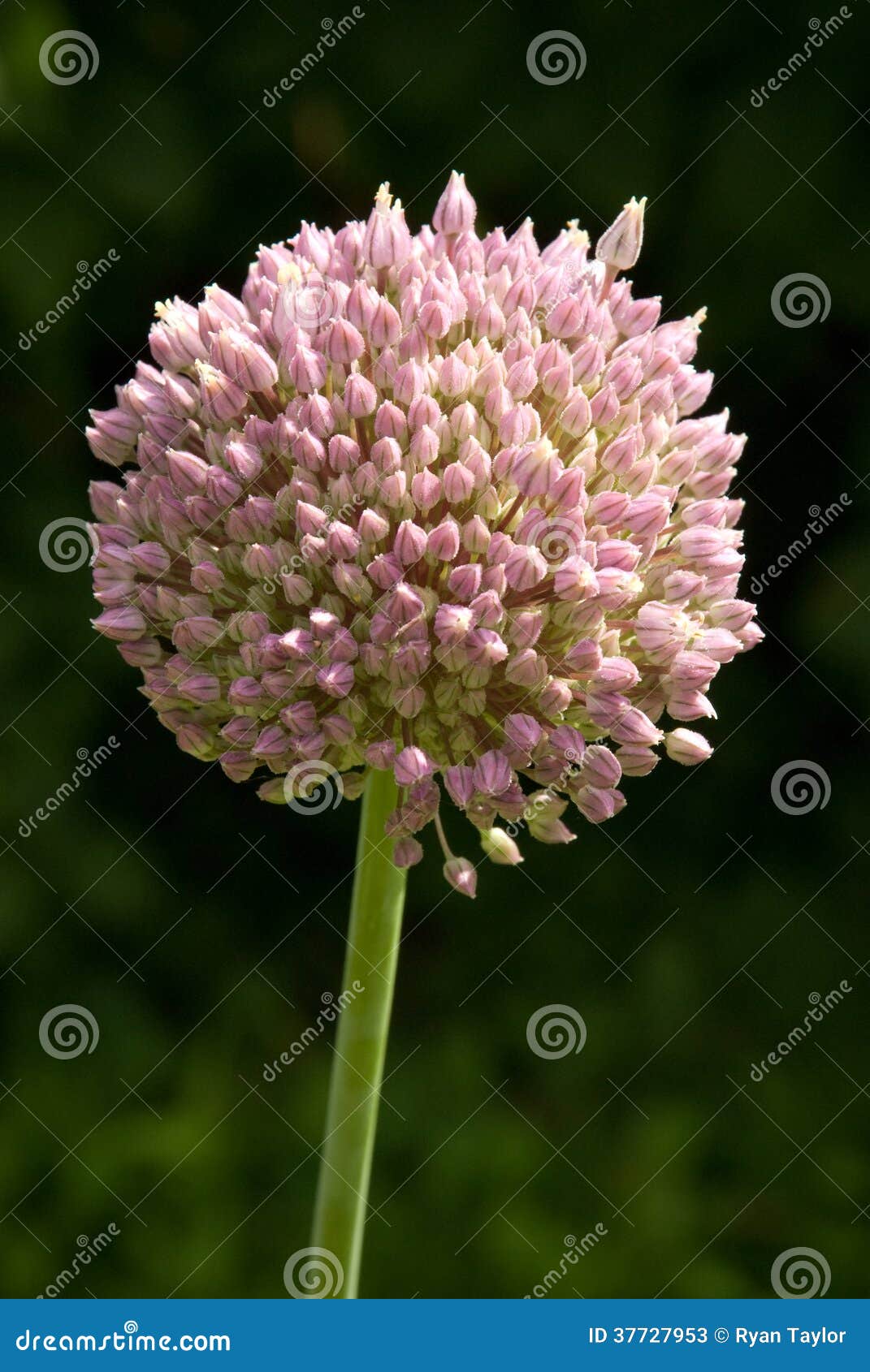 Elephant Garlic Flower Head Stock Image Image of pink, head 37727953