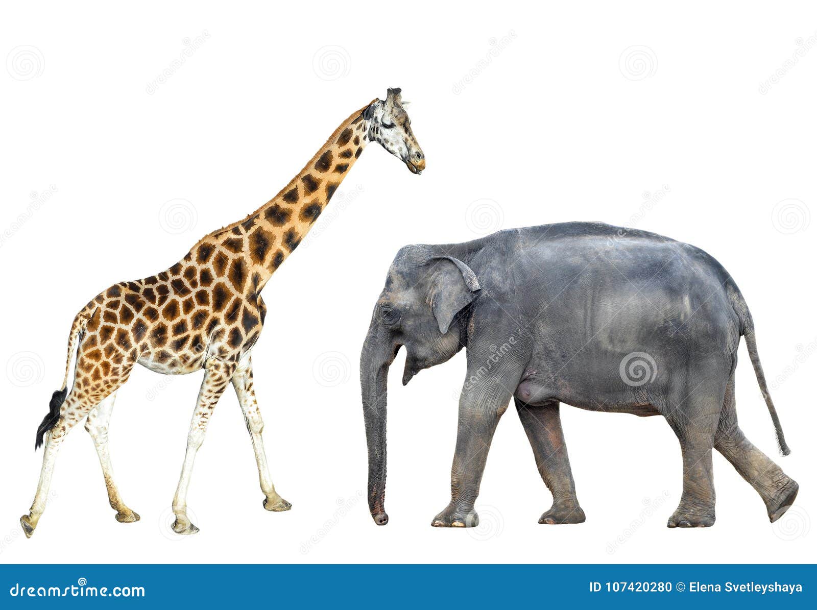 151,119 Safari Animals Stock Photos - Free & Royalty-Free Stock Photos from Dreamstime 151,119 Safari Animals Stock Photos - Free & Royalty-Free Stock Photos from Dreamstime