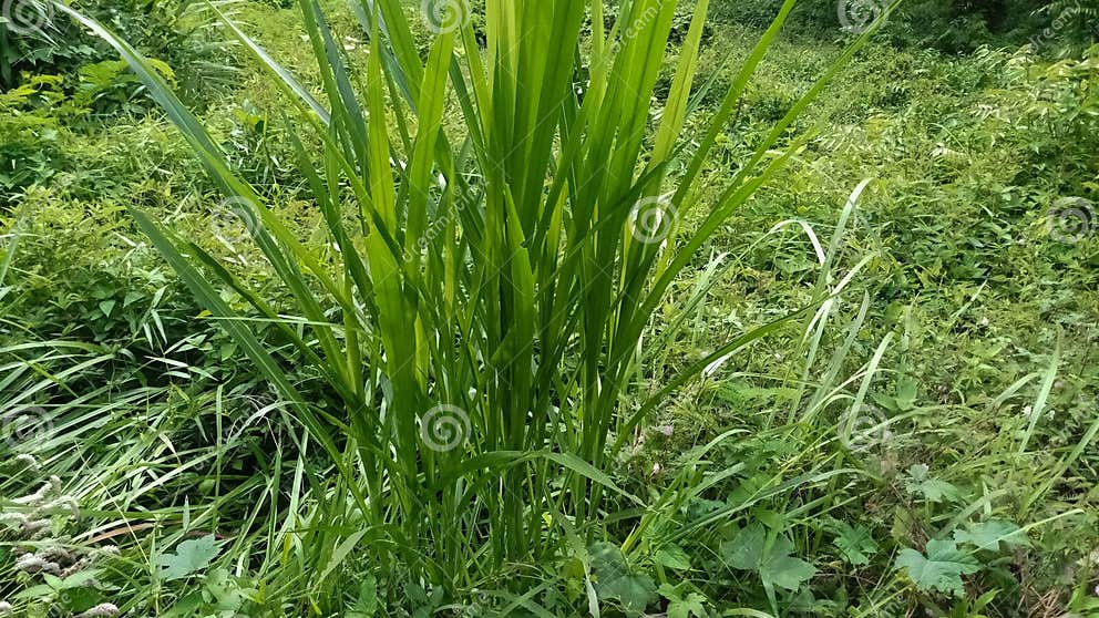 Elephant Grass or Its Scientific Name: Cenchrus Ourpureus is a Large