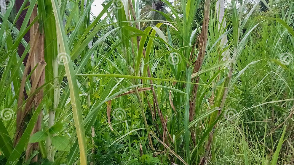Elephant Grass or Its Scientific Name: Cenchrus Ourpureus is a Large