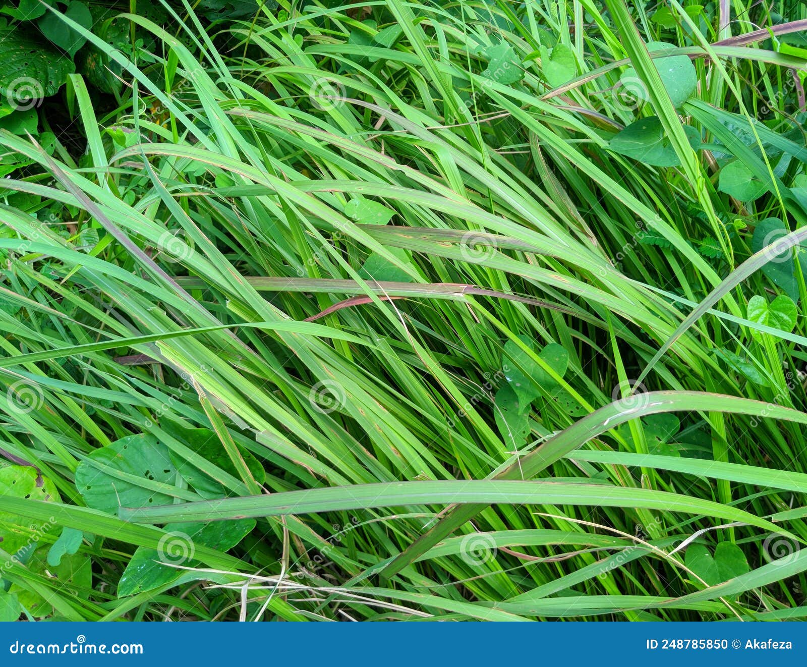 Elephant grass (Pennisetum purpureum)