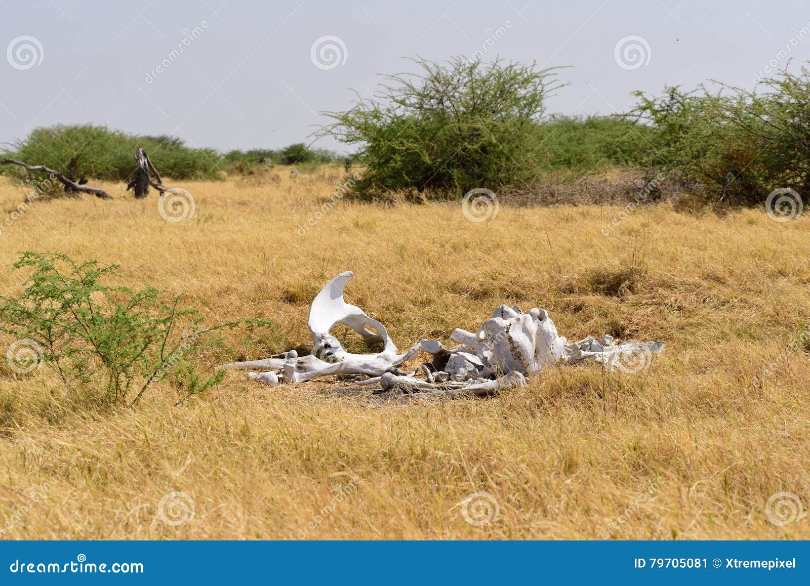 Jogo da velha feito com caixa de ovos e tampinhas de garrafas pet Stock  Photo - Alamy