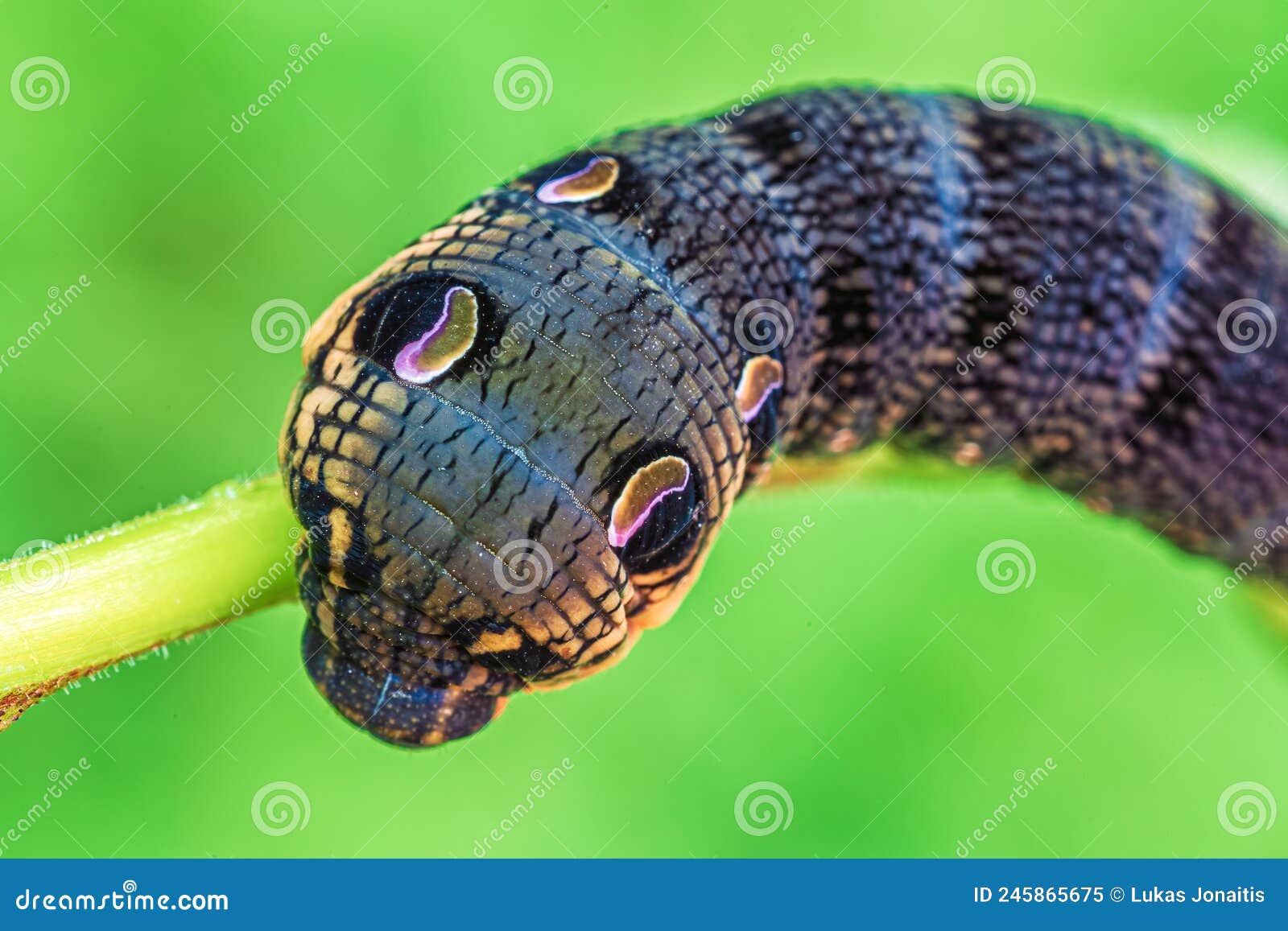 Elephant Hawk Moth Caterpillar Feeding on a Leaf Stock Image Image of