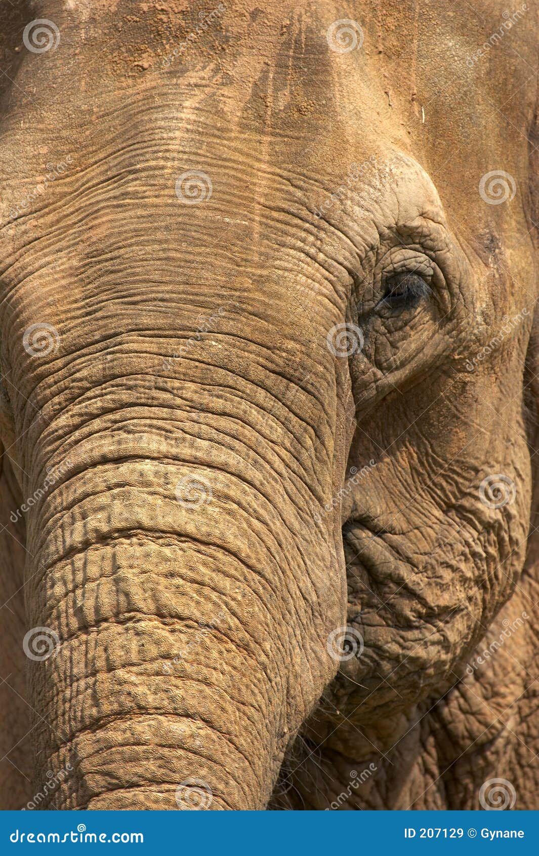 Elephant Head Close Side Profile Portrait Against Green Background