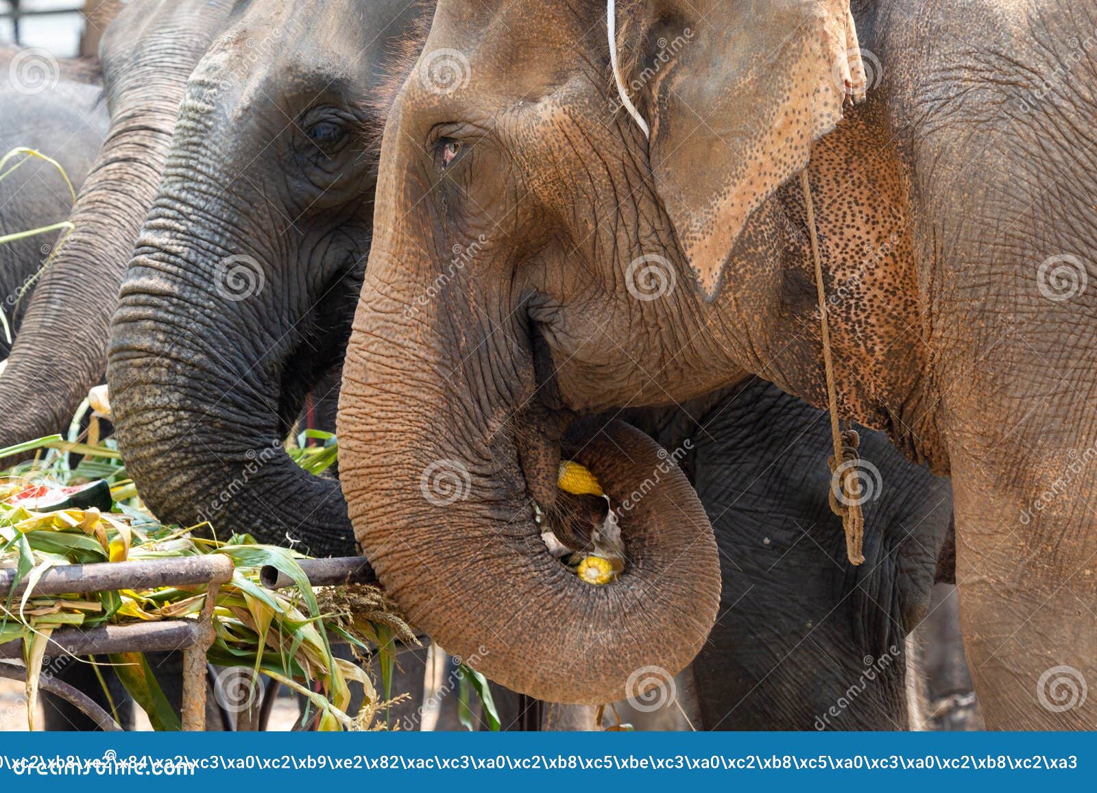 Elephant Head the Elephant Eat Corn Stock Image Image of head