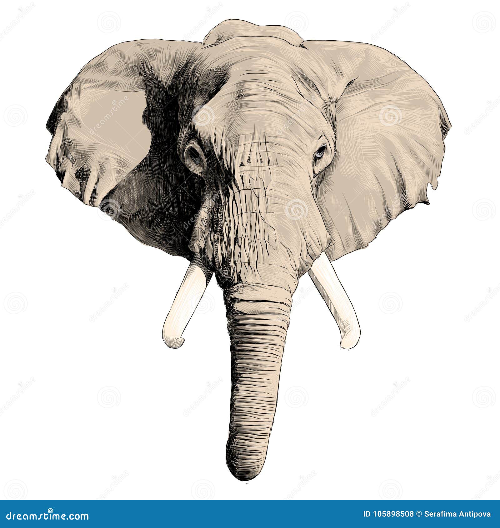 elephant sketch elephant sketch