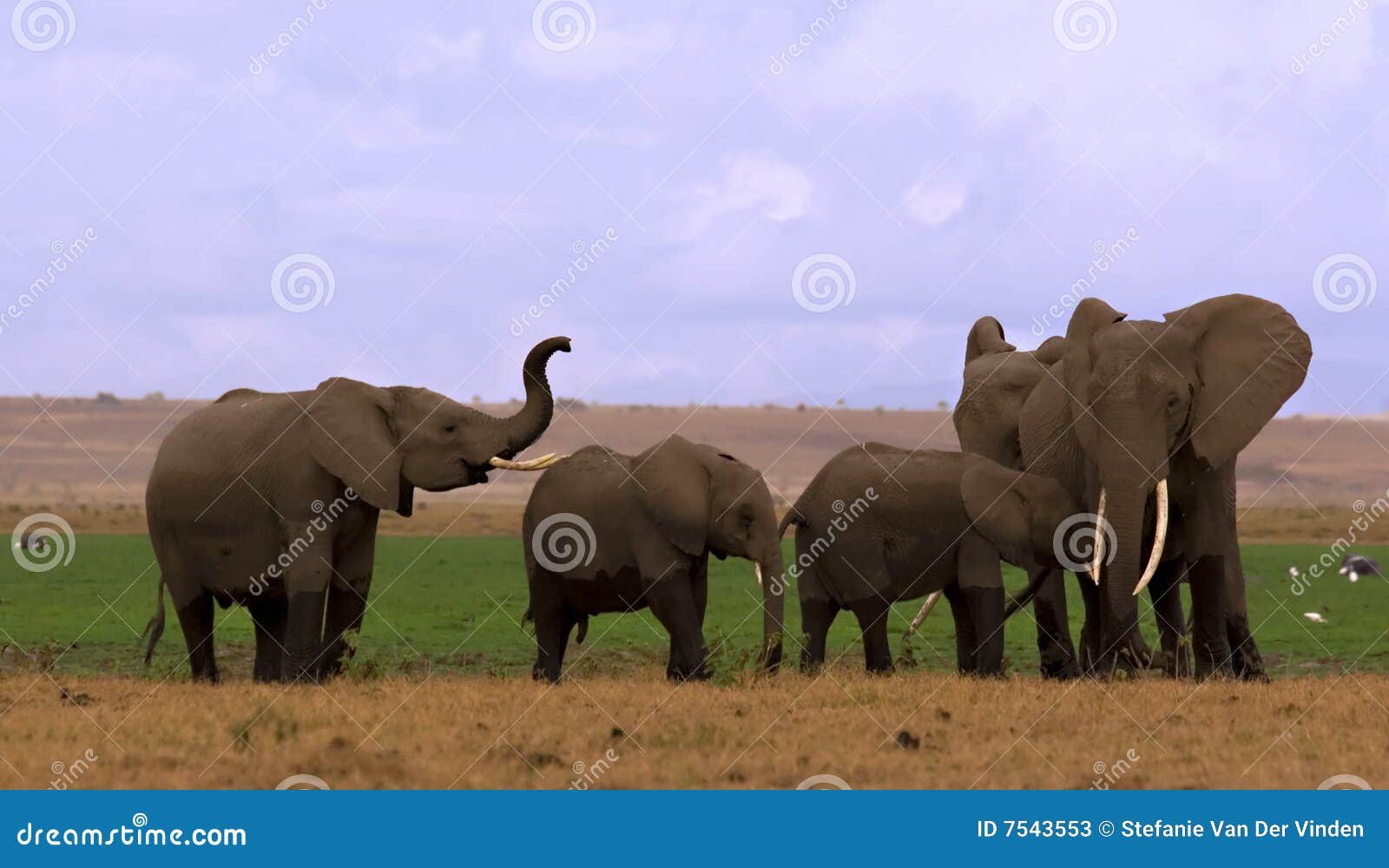 elephant herd in amboseli
