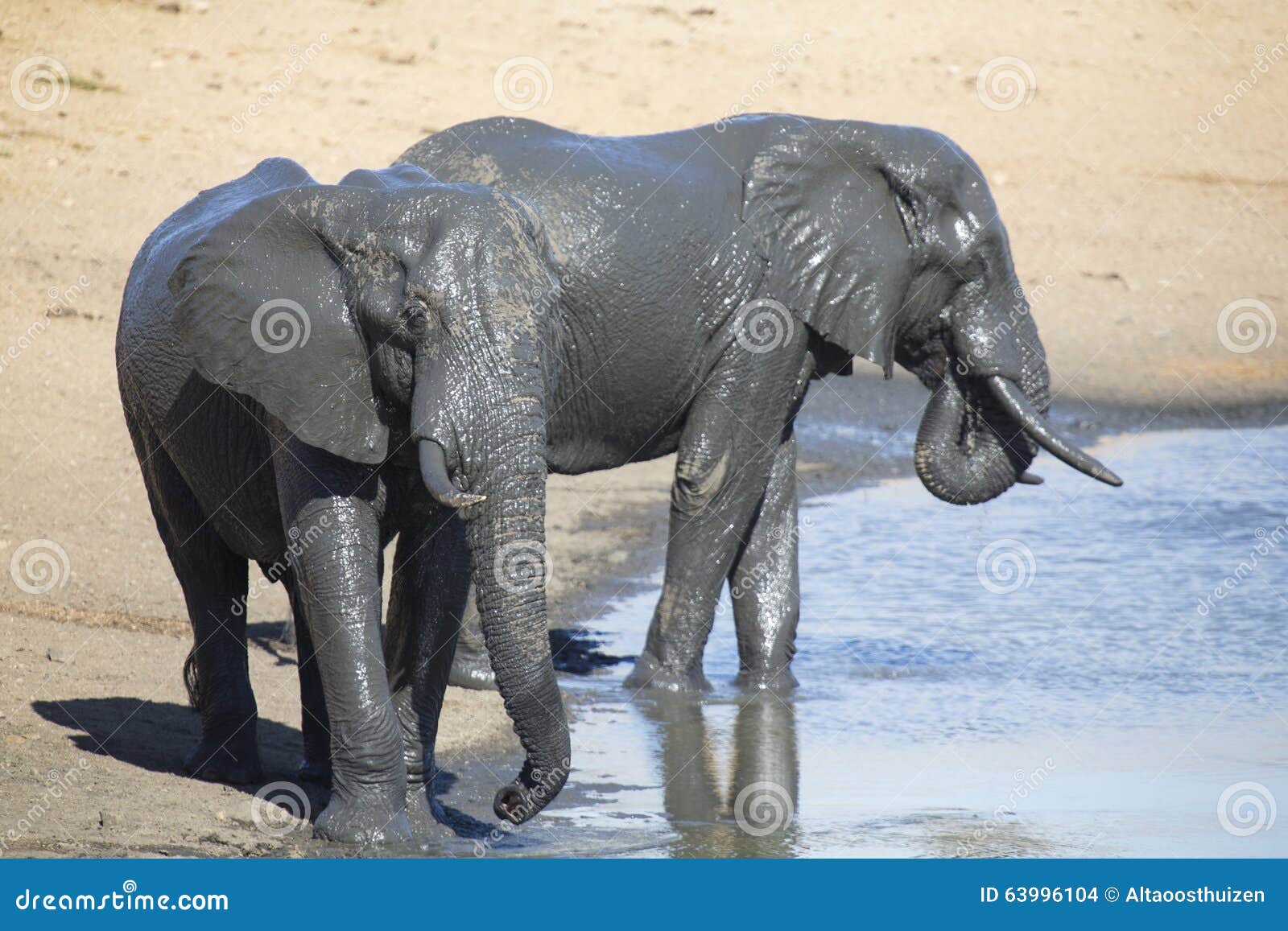 Elephant Herd Playing in Muddy Water with Lot of Fun Stock Photo