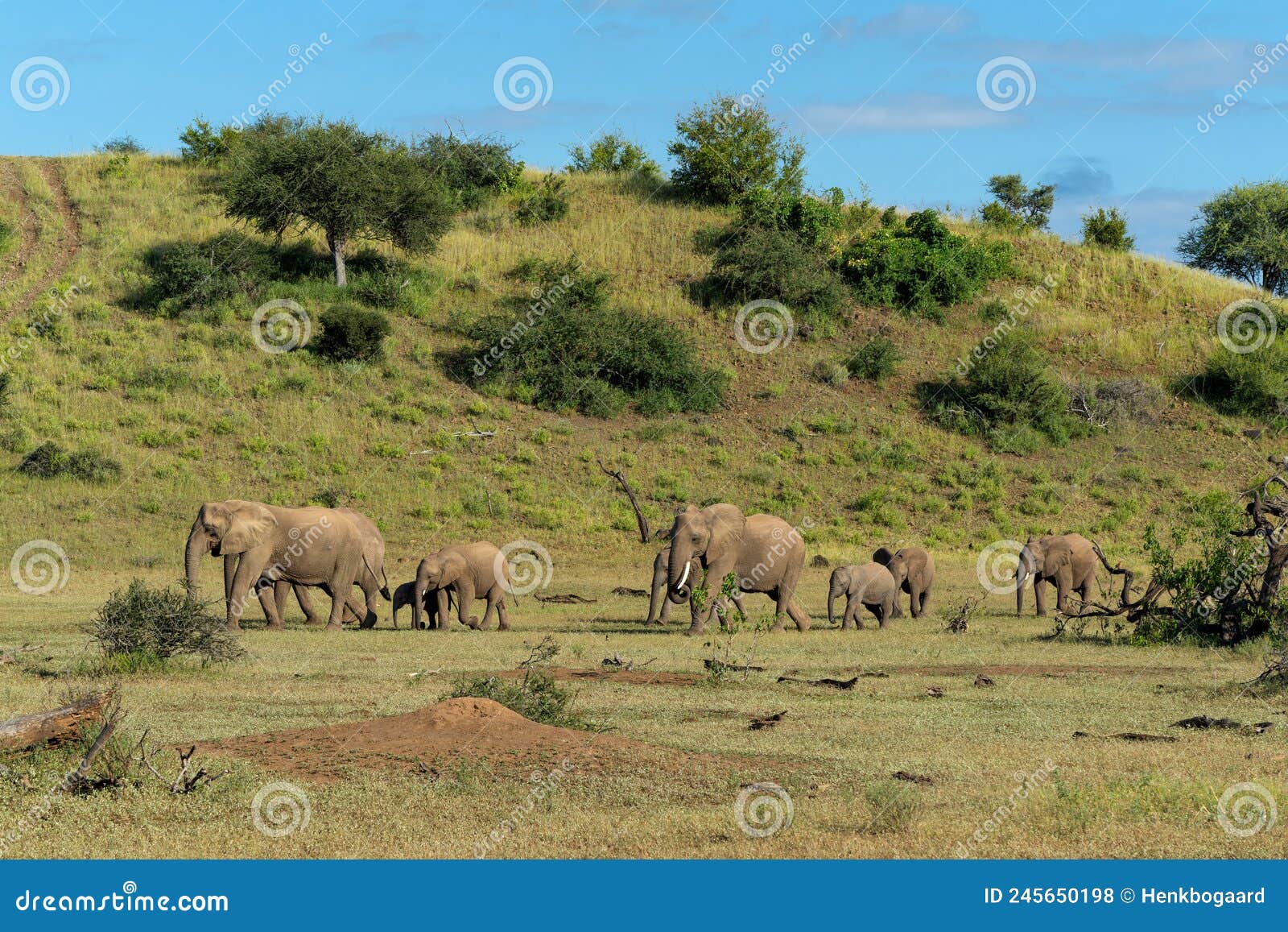 elephant herd walking in mashatu