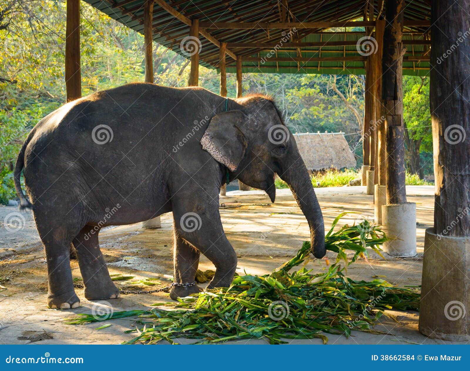 Elephant stock photo. Image of strong, head, strength 38662584