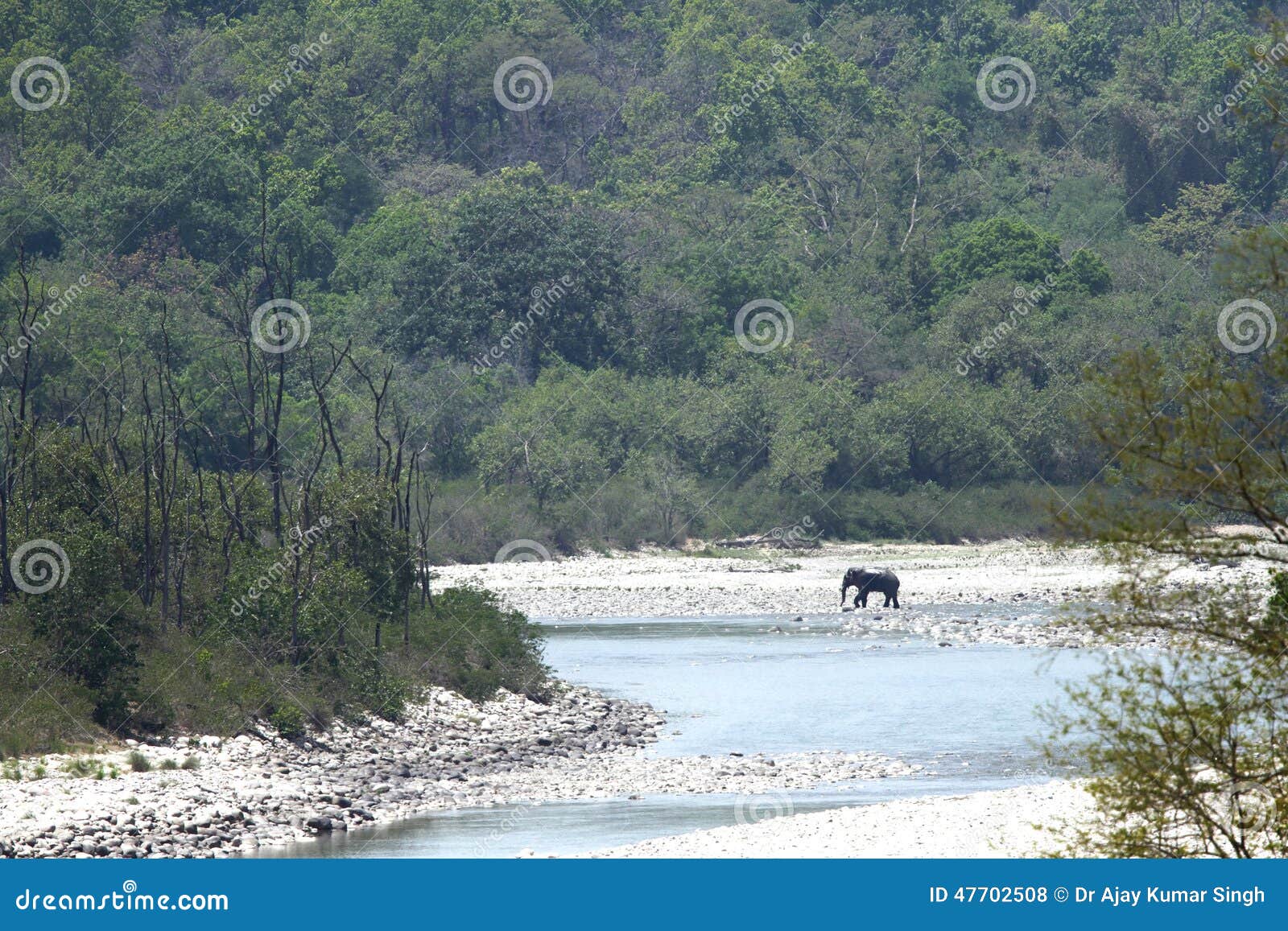 elephant in its habitat near ramganga river, jim corbett