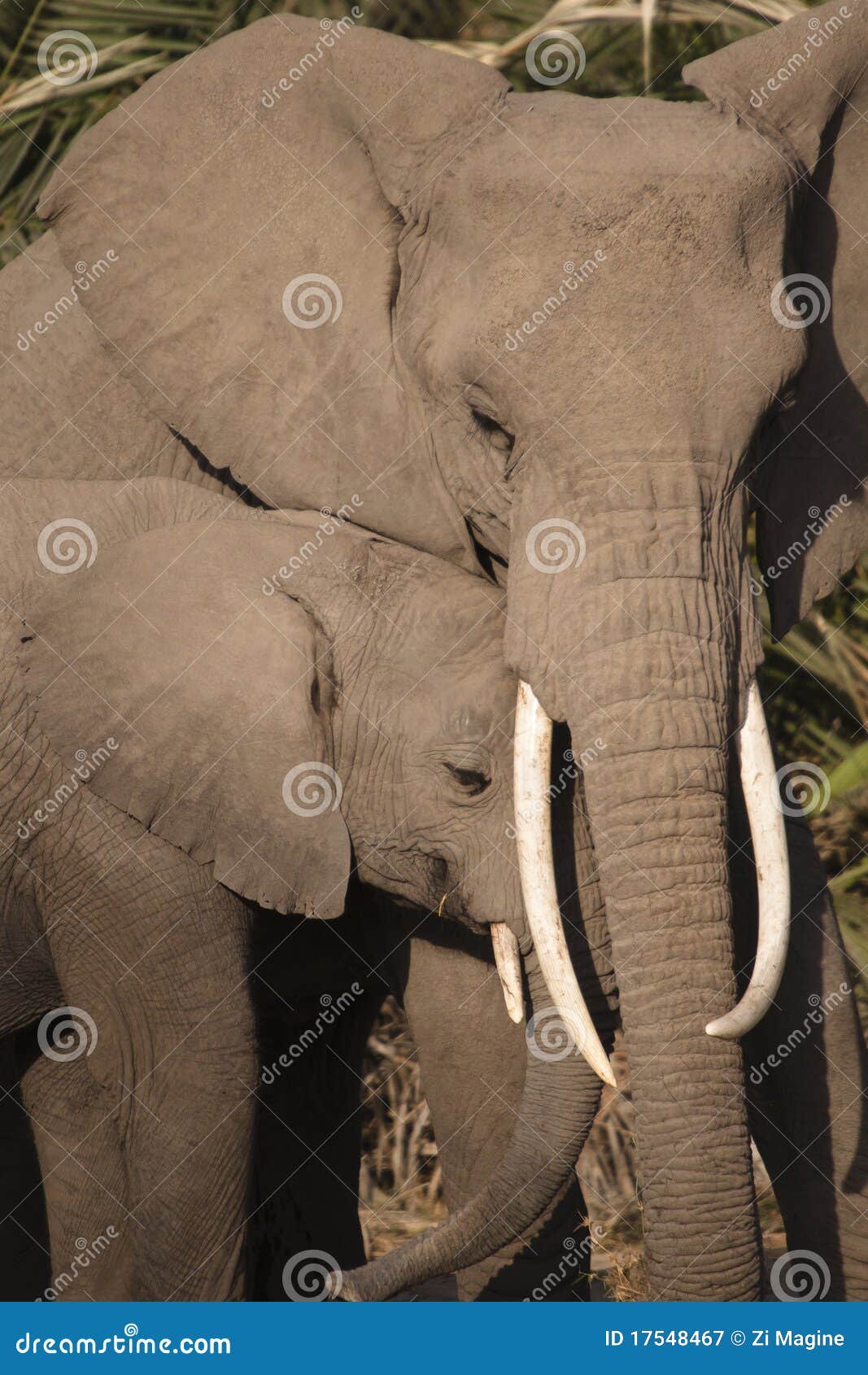 elephant loxodonta africana