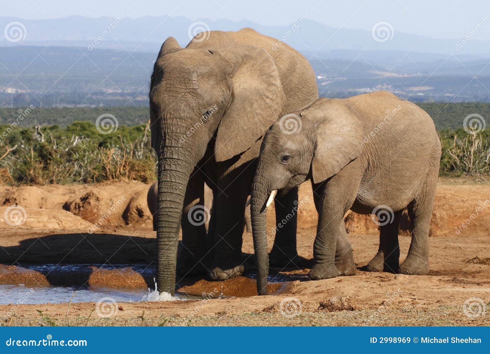Elephant Mom Blowing Bubbles Stock Image Image of thirsty, blow 2998969