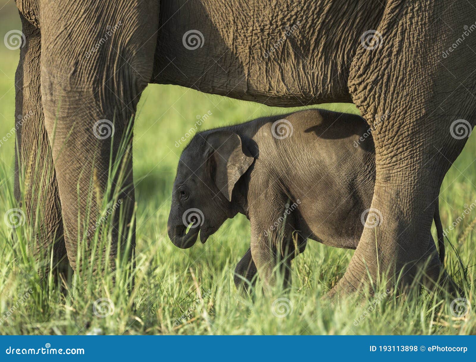 Baby Elephant Images – Browse 697,071 Stock Photos, Vectors, and Video