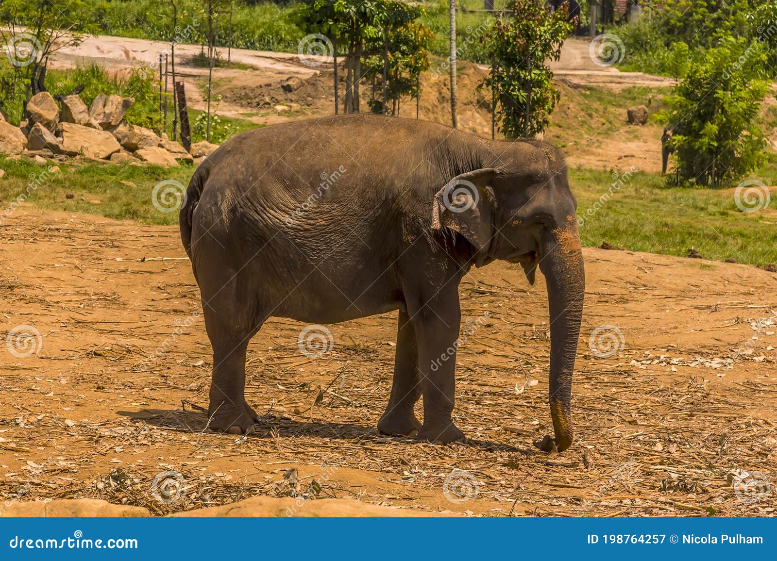 An Elephant Moves Slowly in the Midday Sun at Pinnawala, Sri Lanka
