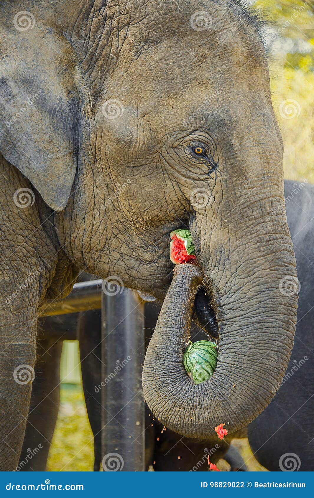 ELEPHANT MUNCHING WATERMELON. Stock Photo Image of crack, ayutthaya 98829022