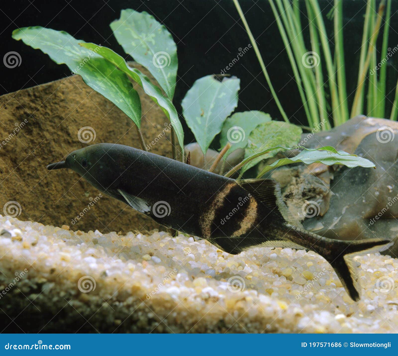 Elephant Nose Fish, Gnathonemus Petersii Stock Photo - Image of plant, fish:  197571686