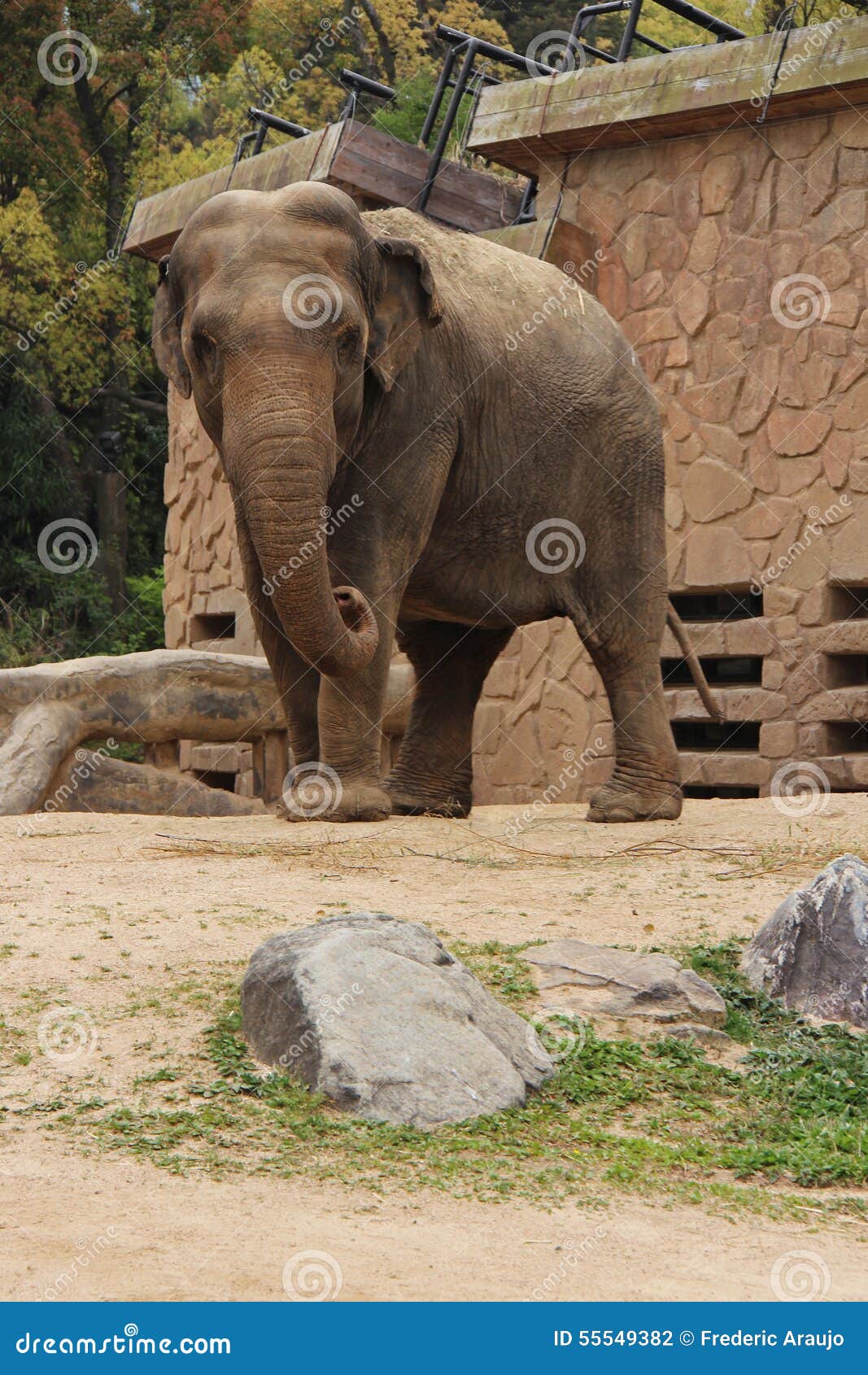 Elephant Osaka Japan stock photo. Image of acopy 55549382
