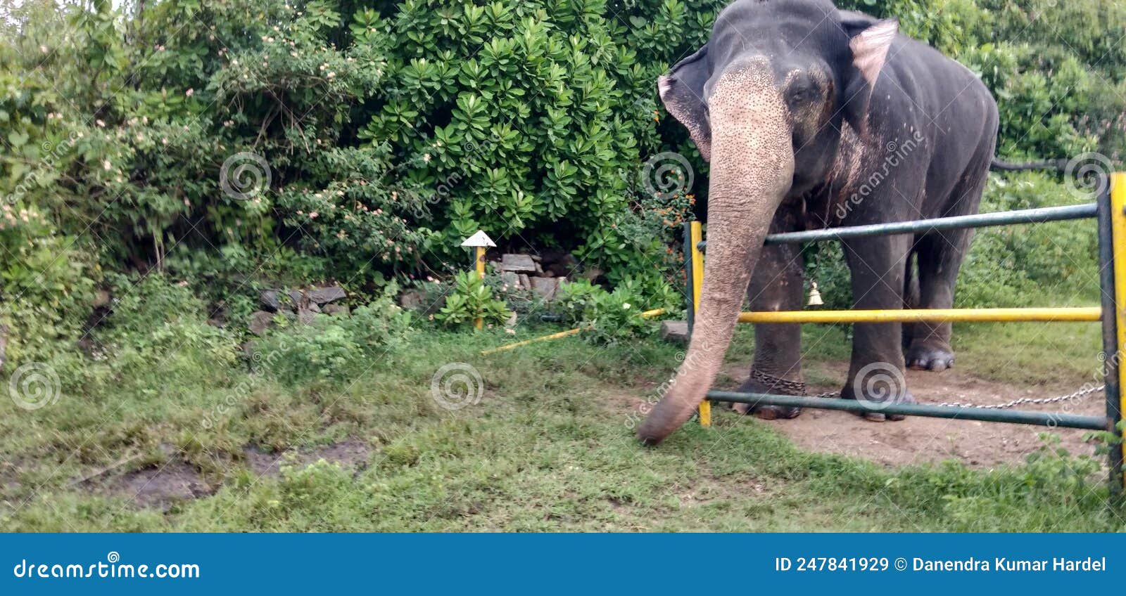 Elephant on Elephant Park, Mudumalai National Park. Stock Image Image of jungle, animal 247841929