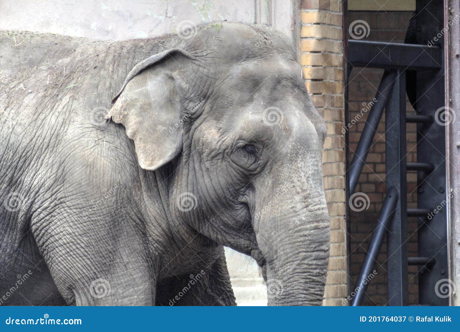 elephant photography zoo vintage junlge