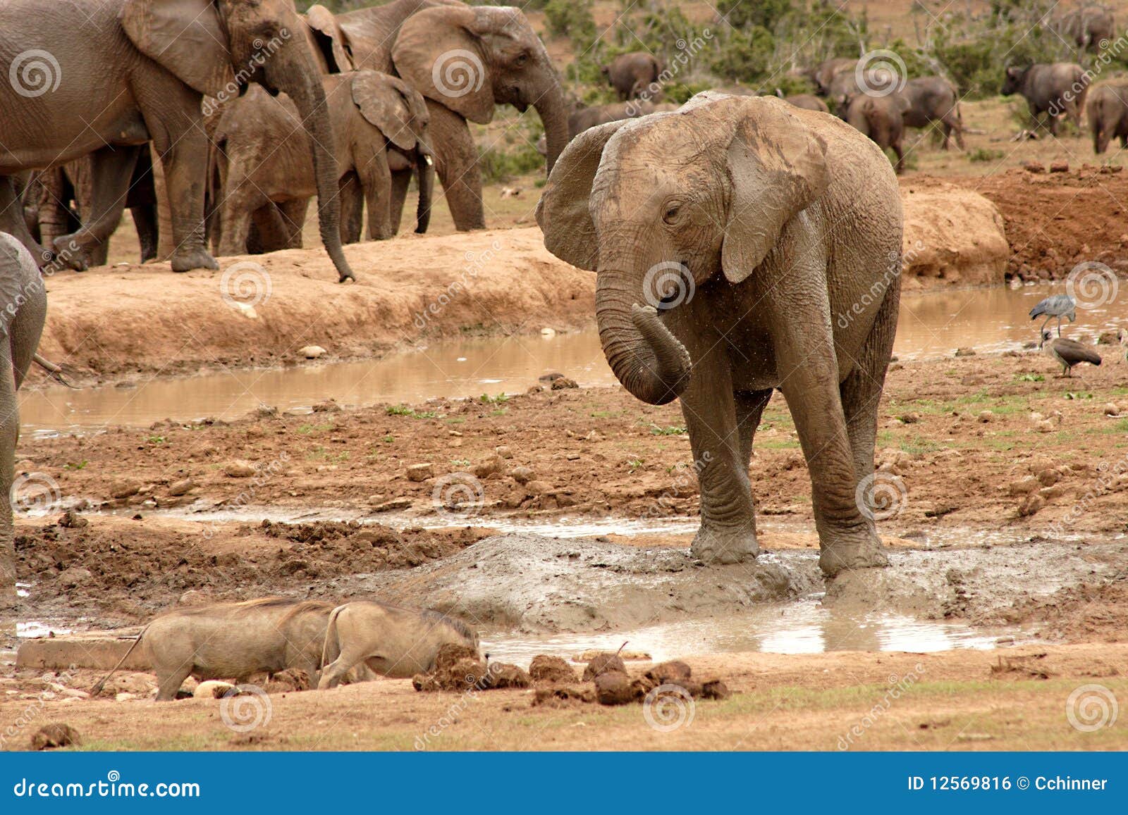 Elephant at play stock photo. Image of endangered, mammal 12569816