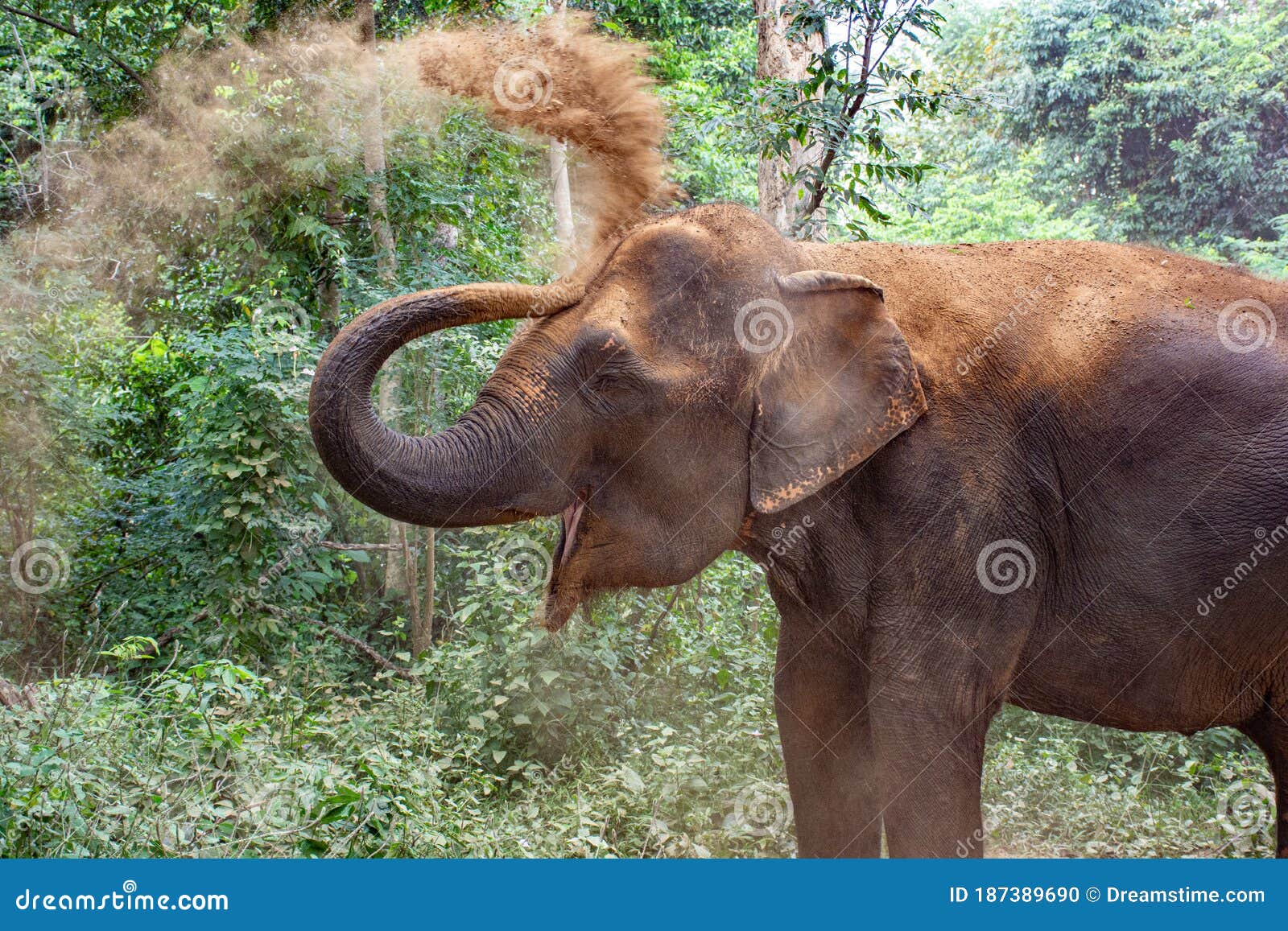 Elephant playing with dirt stock photo. Image of tusks 187389690