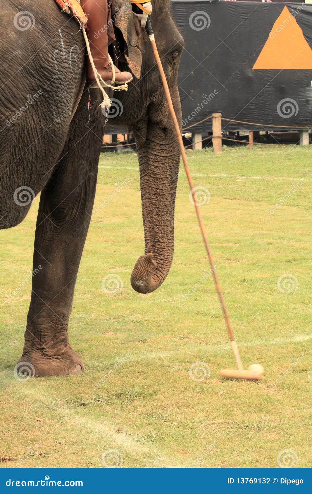 Elephant polo stock photo. Image of indian, exotic, grass 13769132