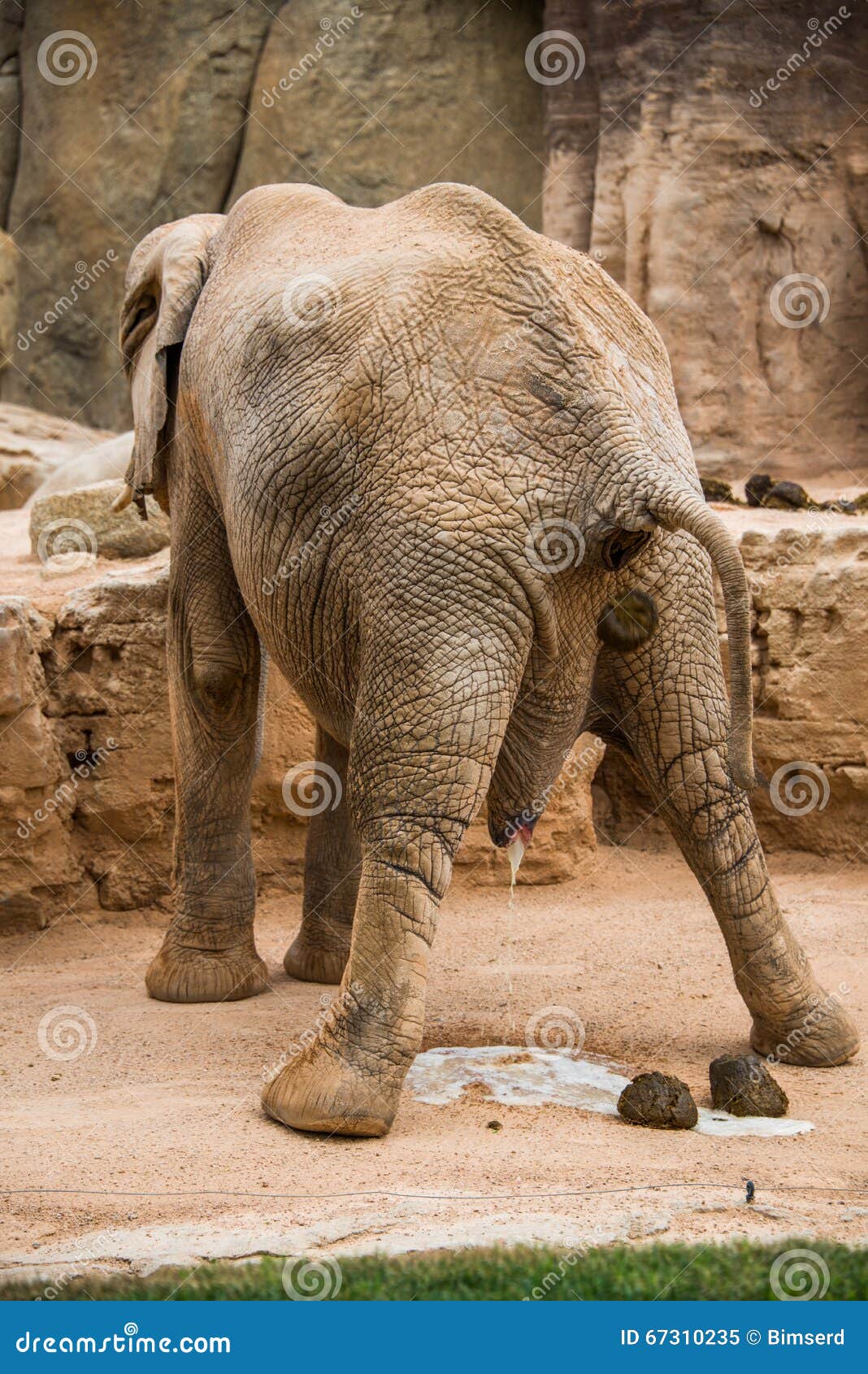  Elephant  pooping  stock image Image of love kerala 