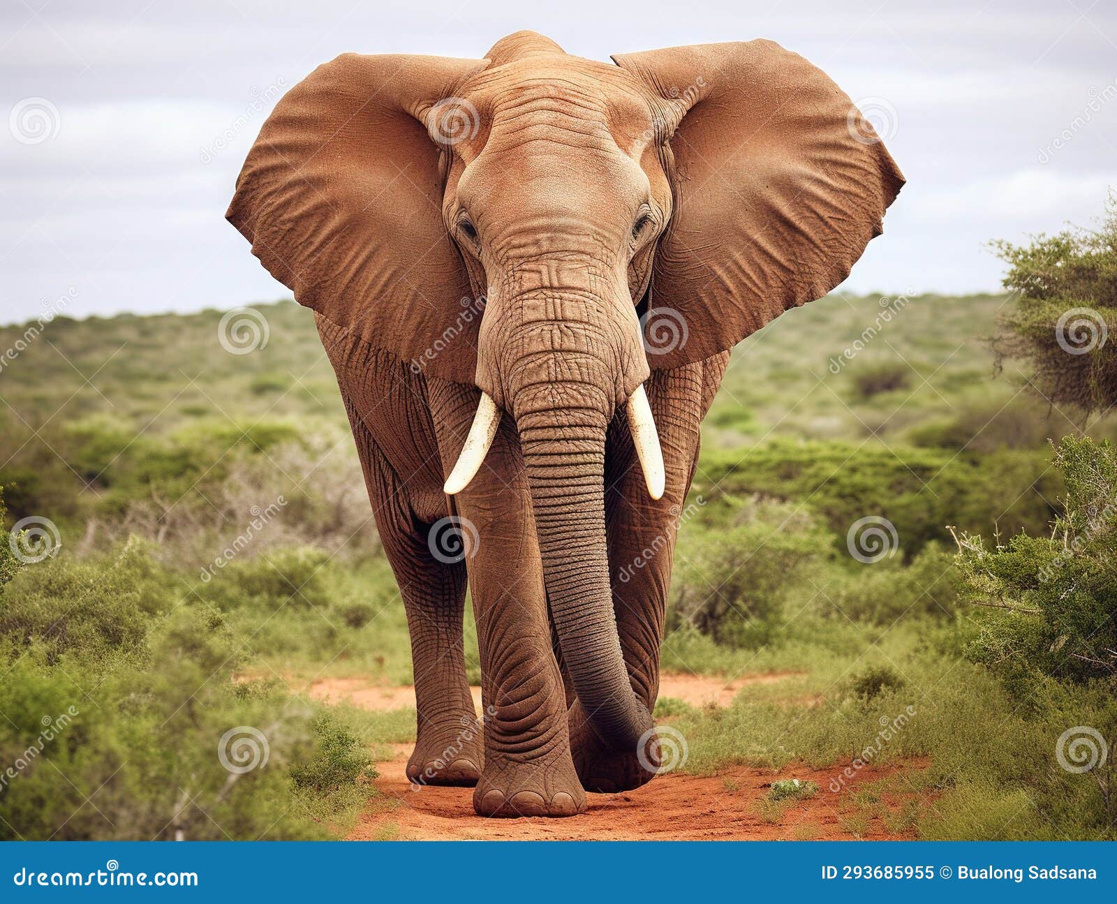 Elephant raised trunk stock illustration. Illustration of raised