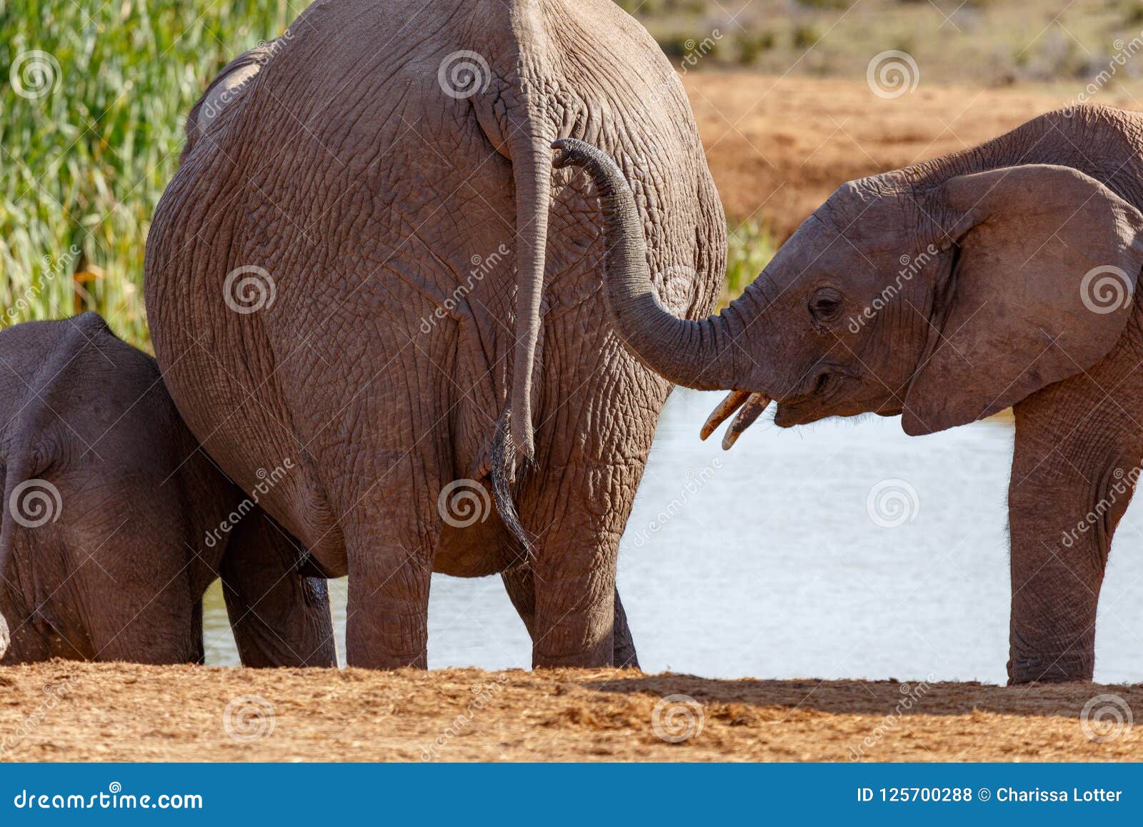 Elephant Reaching Out To the Other Elephant To Pull Its Tail Stock