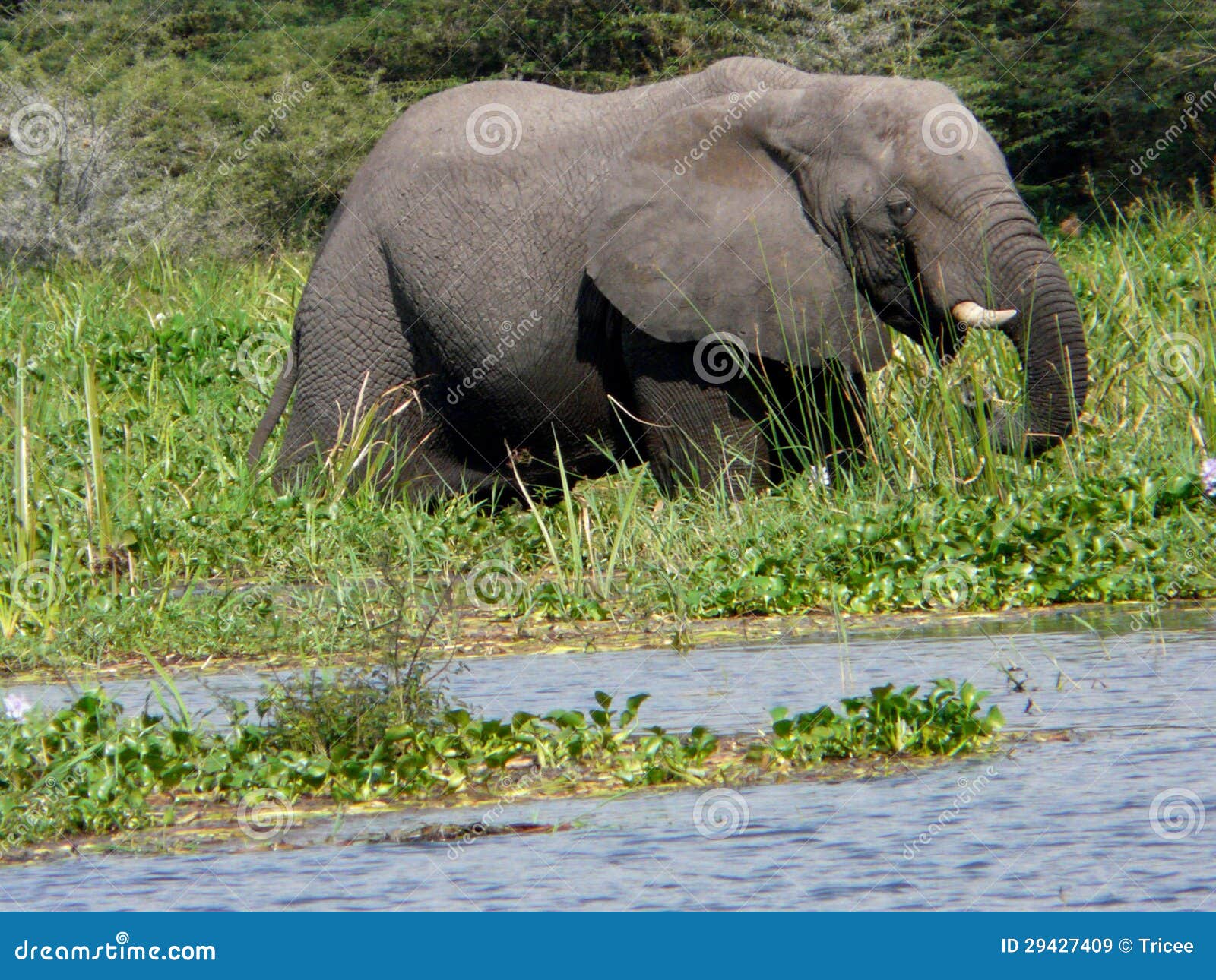 Elephant in the River Victoria Nile Stock Image Image of mammal