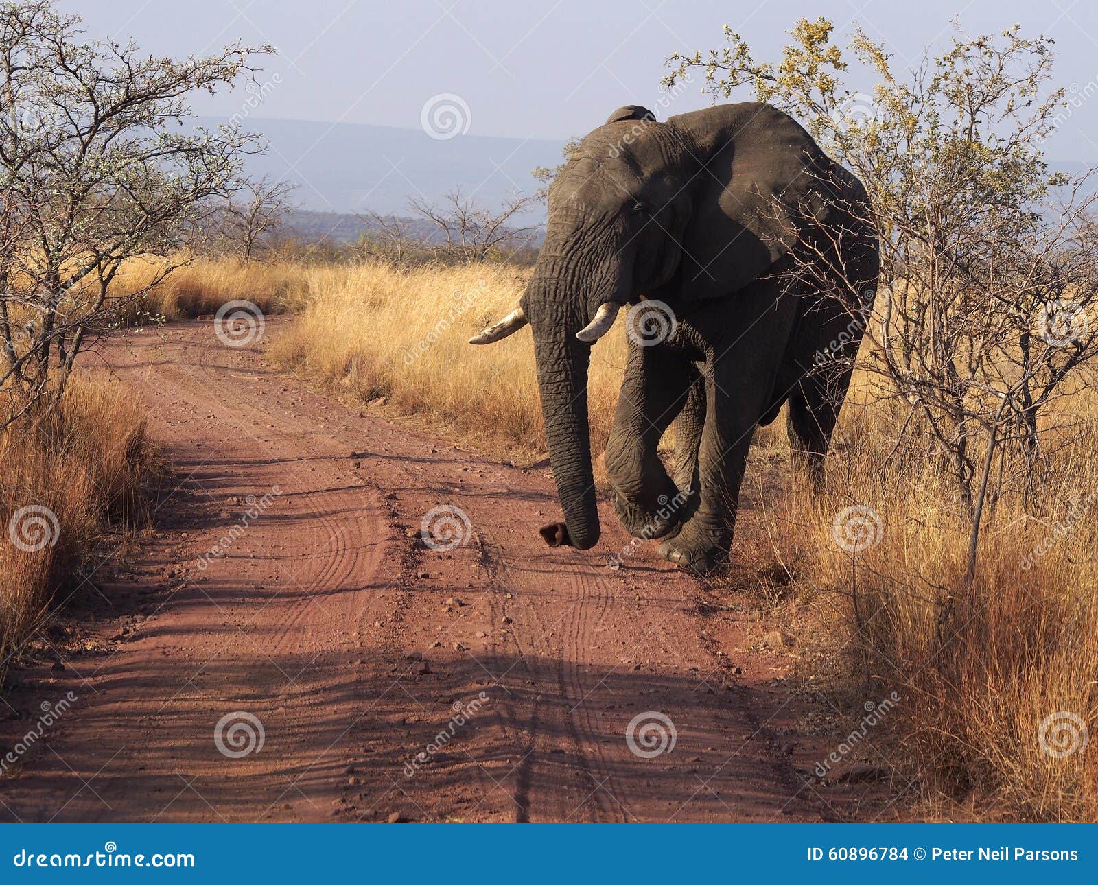 ELEPHANT_ROAD redactionele stock afbeelding. Image of safari 60896784