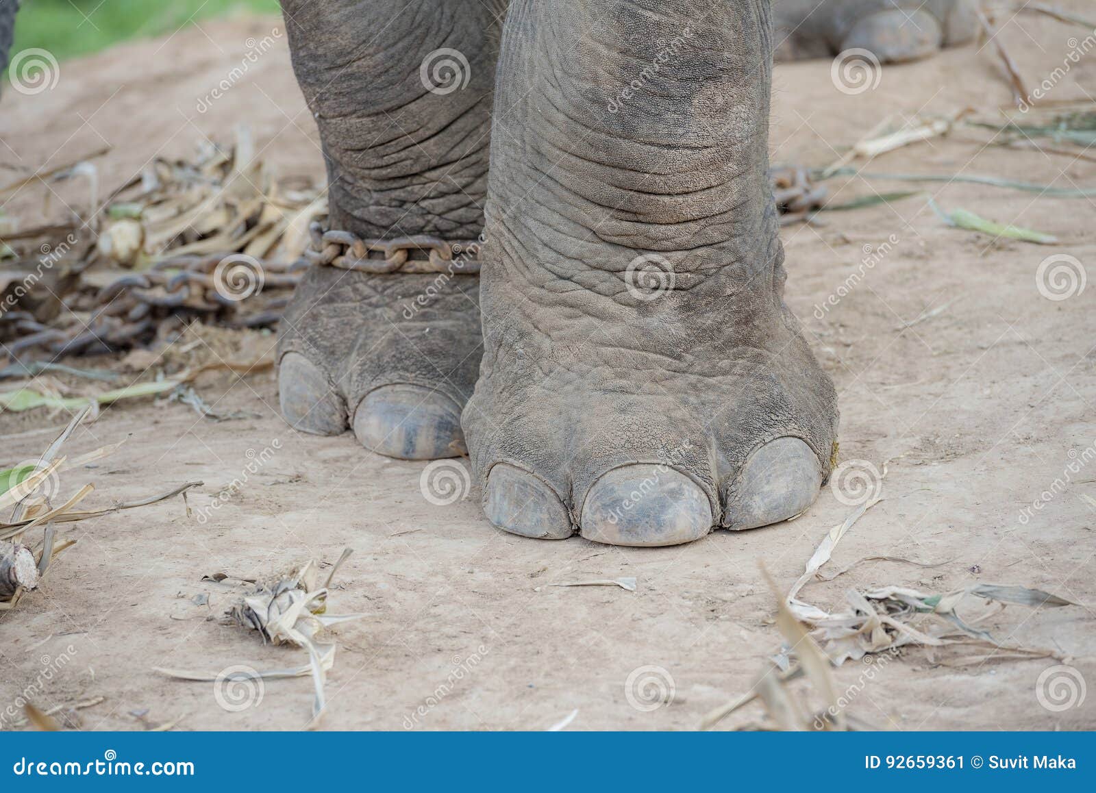 Elephant`s leg stock image. Image of elephants, adult 92659361