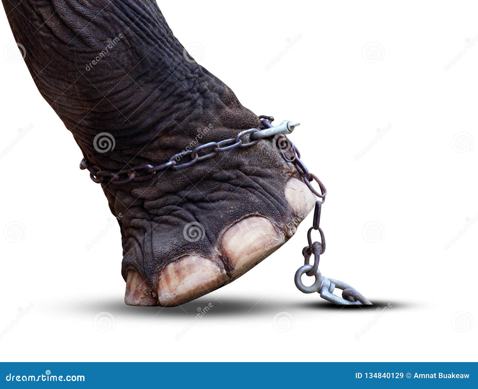 Elephant S Leg and Chain Isolated on White Background, Elephant is Tortured, Image Meaning of