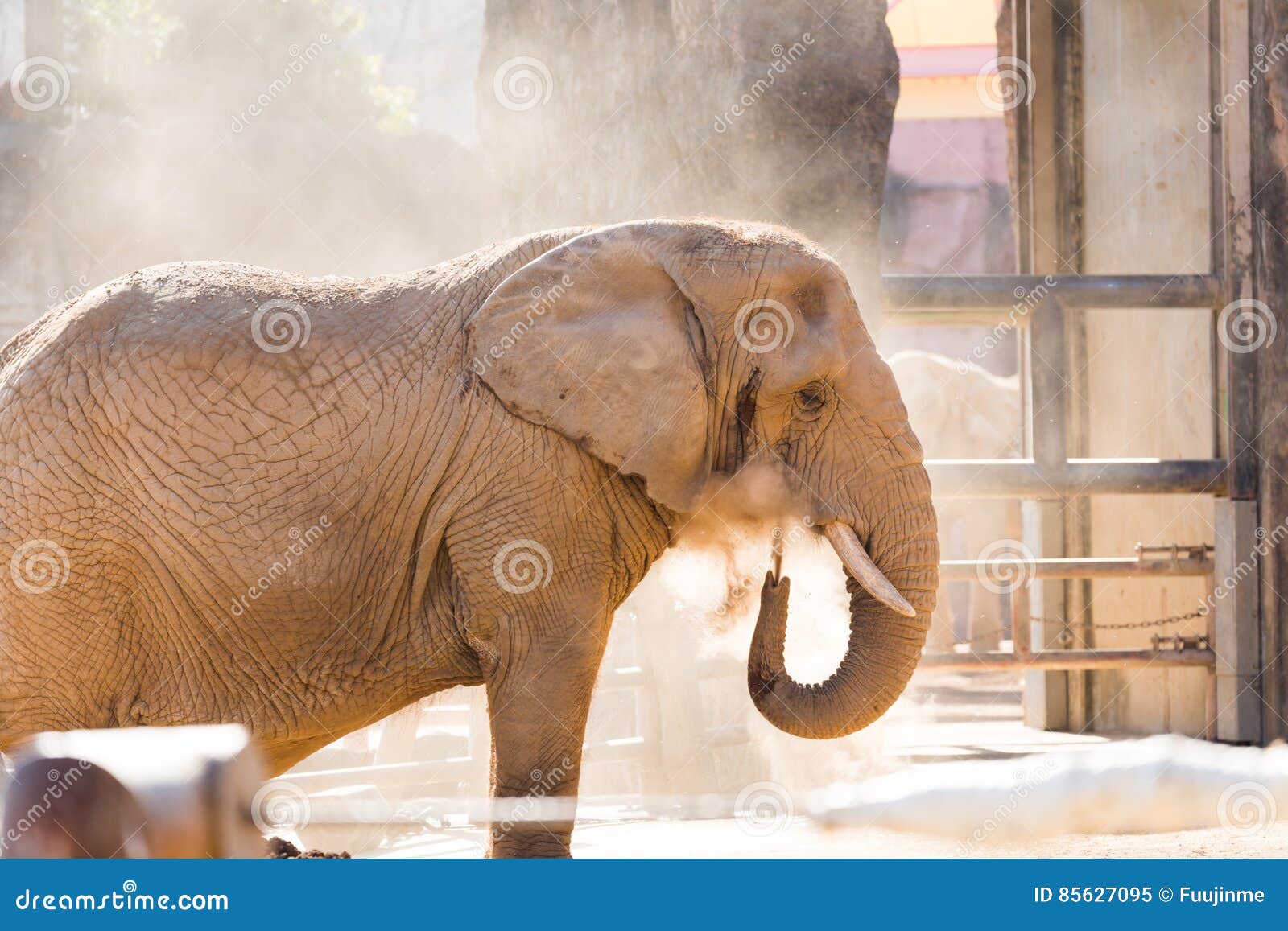 Elephant stock image. Image of nature, pachyderm, nose 85627095