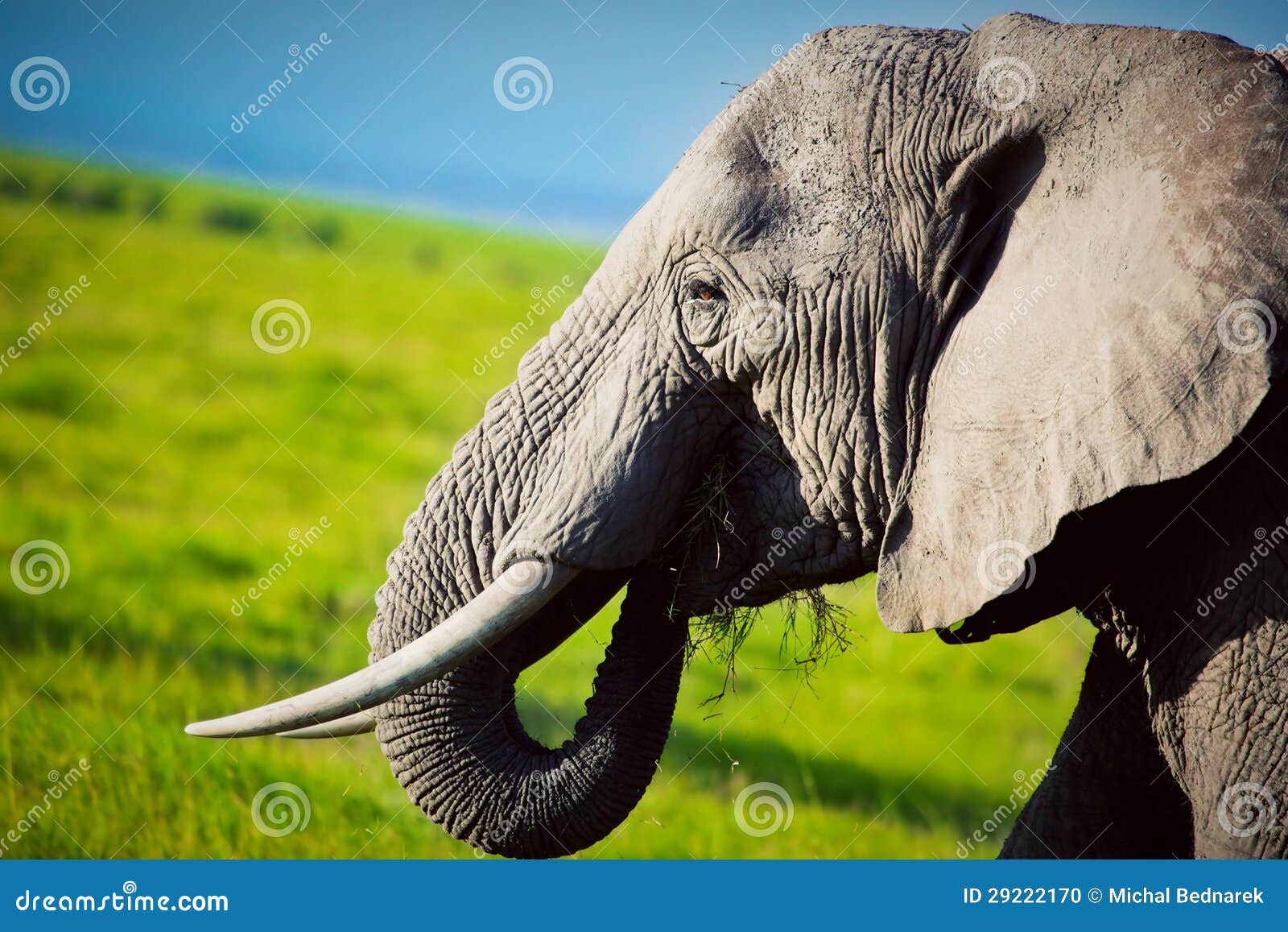 elephant on savanna. safari in amboseli, kenya, africa